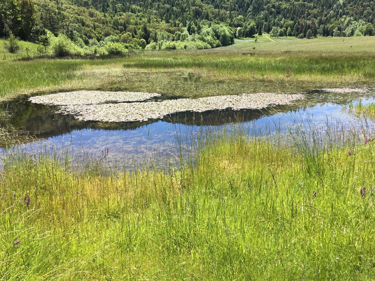 Listing Image 61