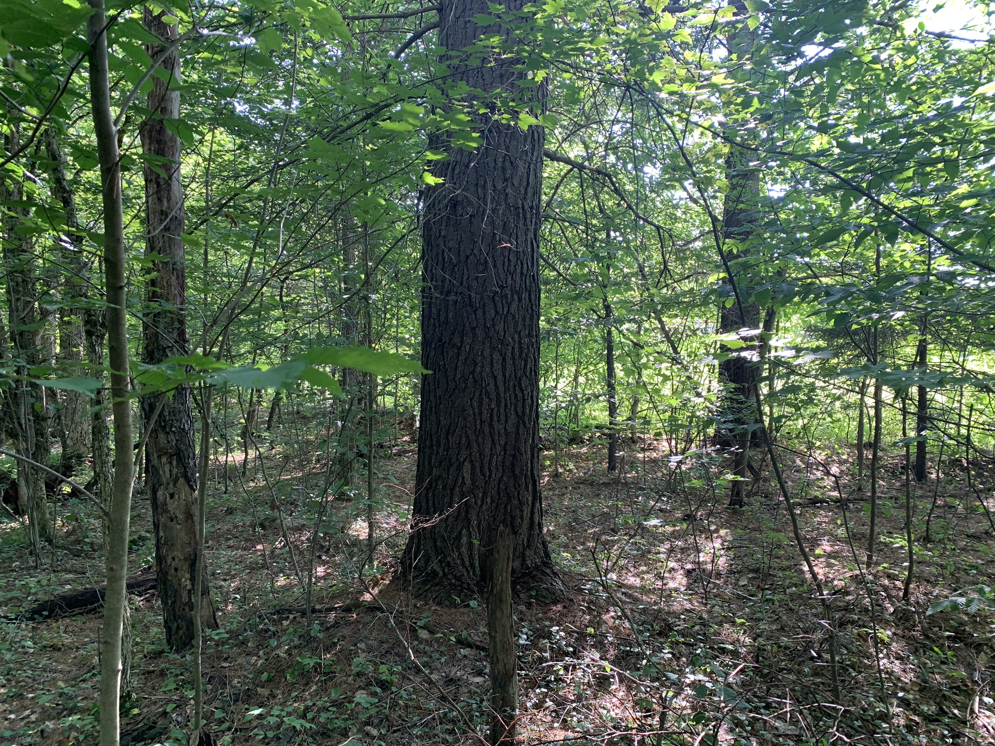 Middle Branch of the Oswegatchie