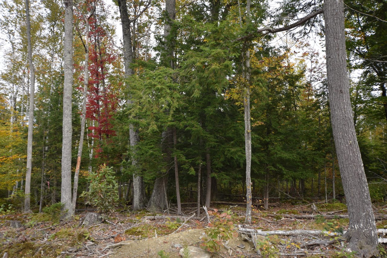 Listing Image 78