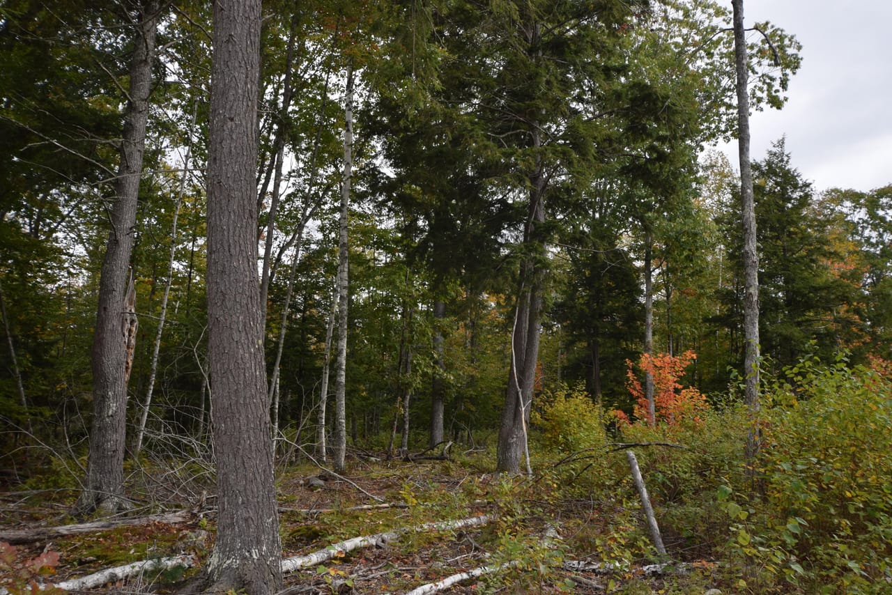 Listing Image 89