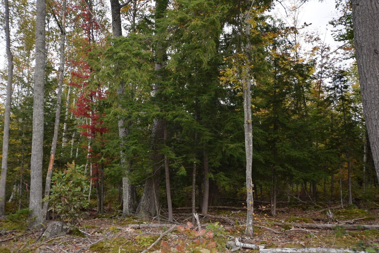 Listing Image 91
