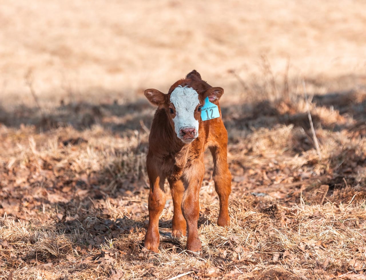 Gasconade Angus Ranch 157
