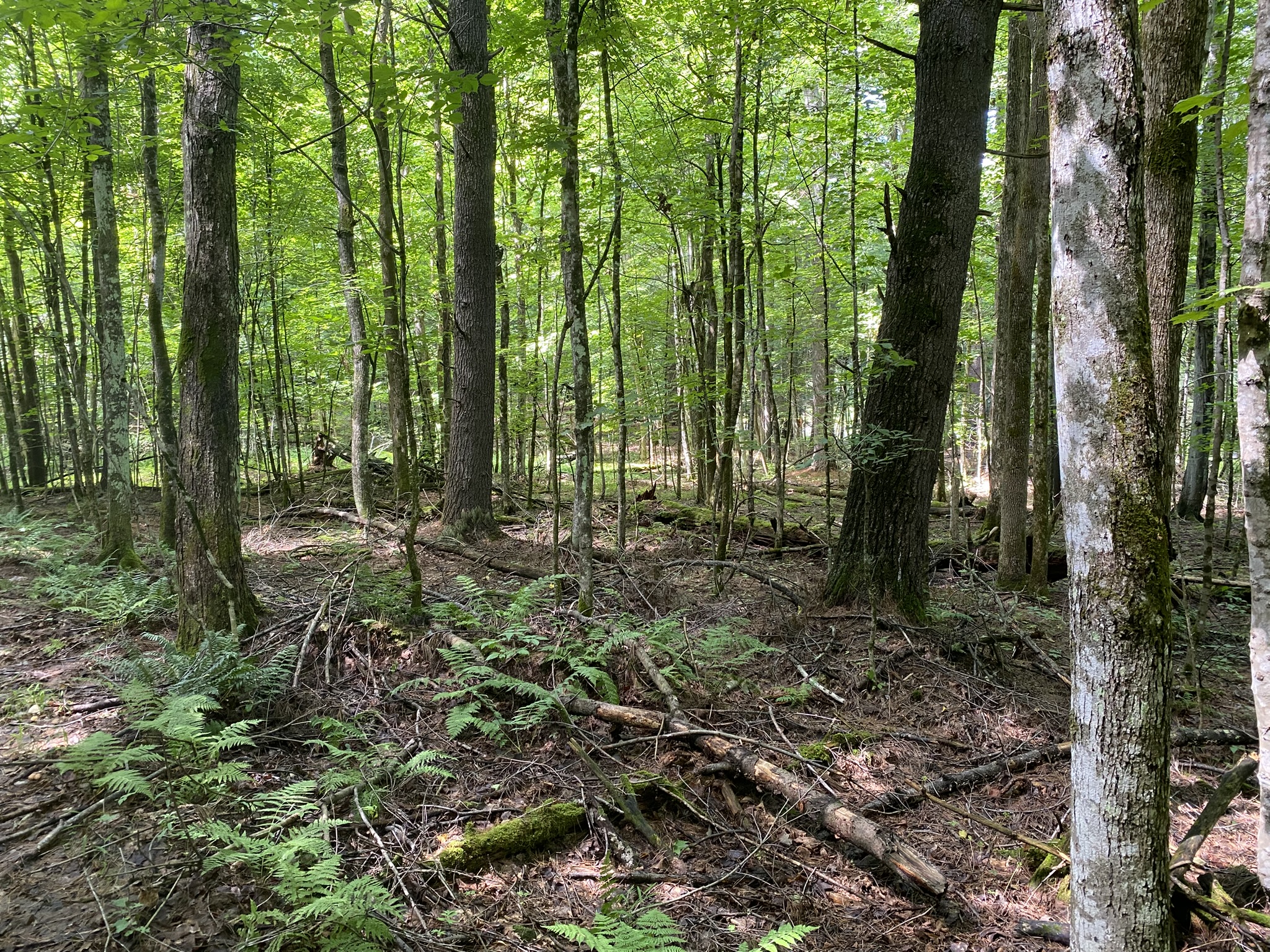 Listing Image 21
