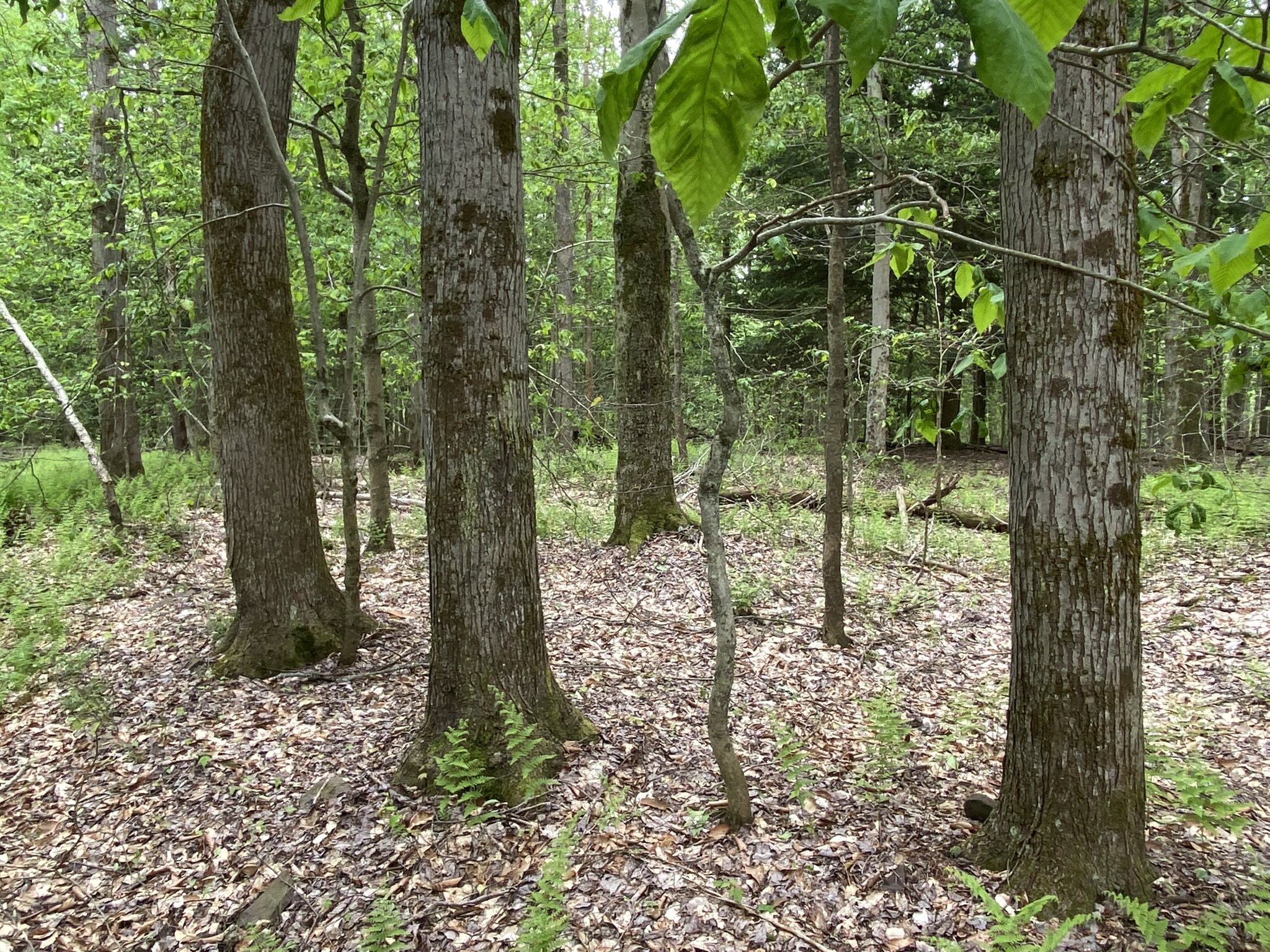 Little Salmon River Country