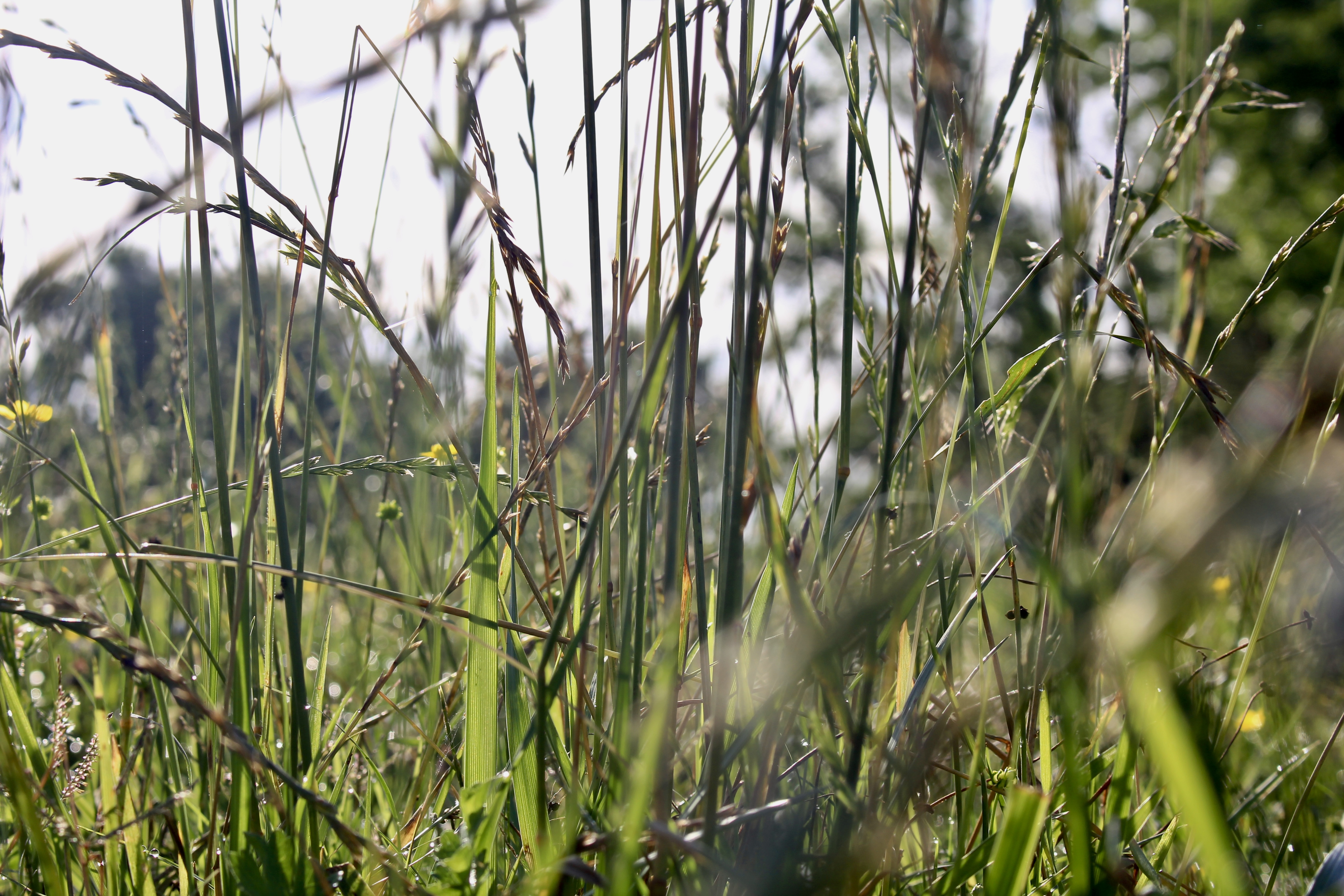 River Valley Rotational Grazing