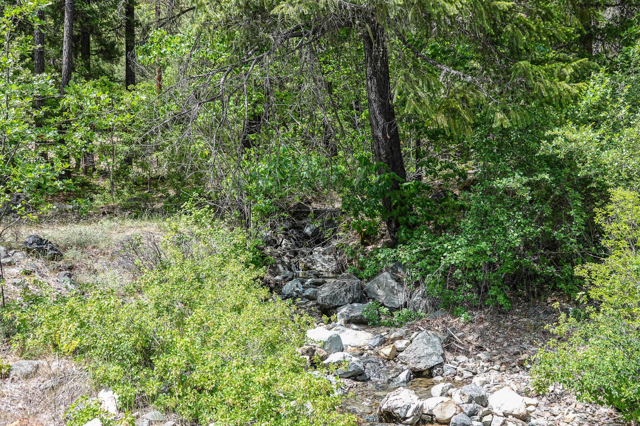 Scott River Cabin