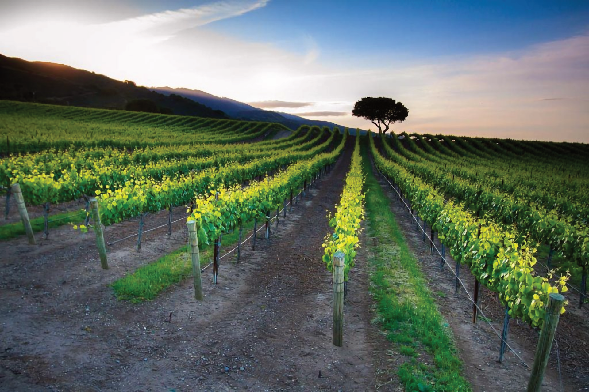 Boekenoogen Santa Lucia Highlands Vineyard