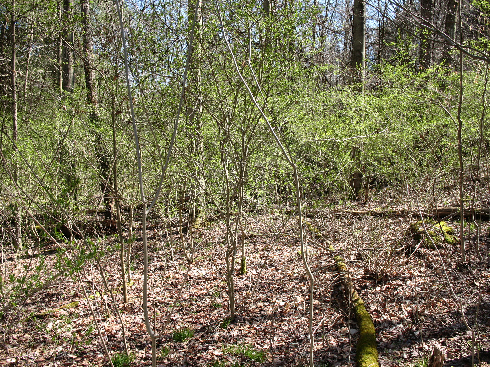 Listing Image 16