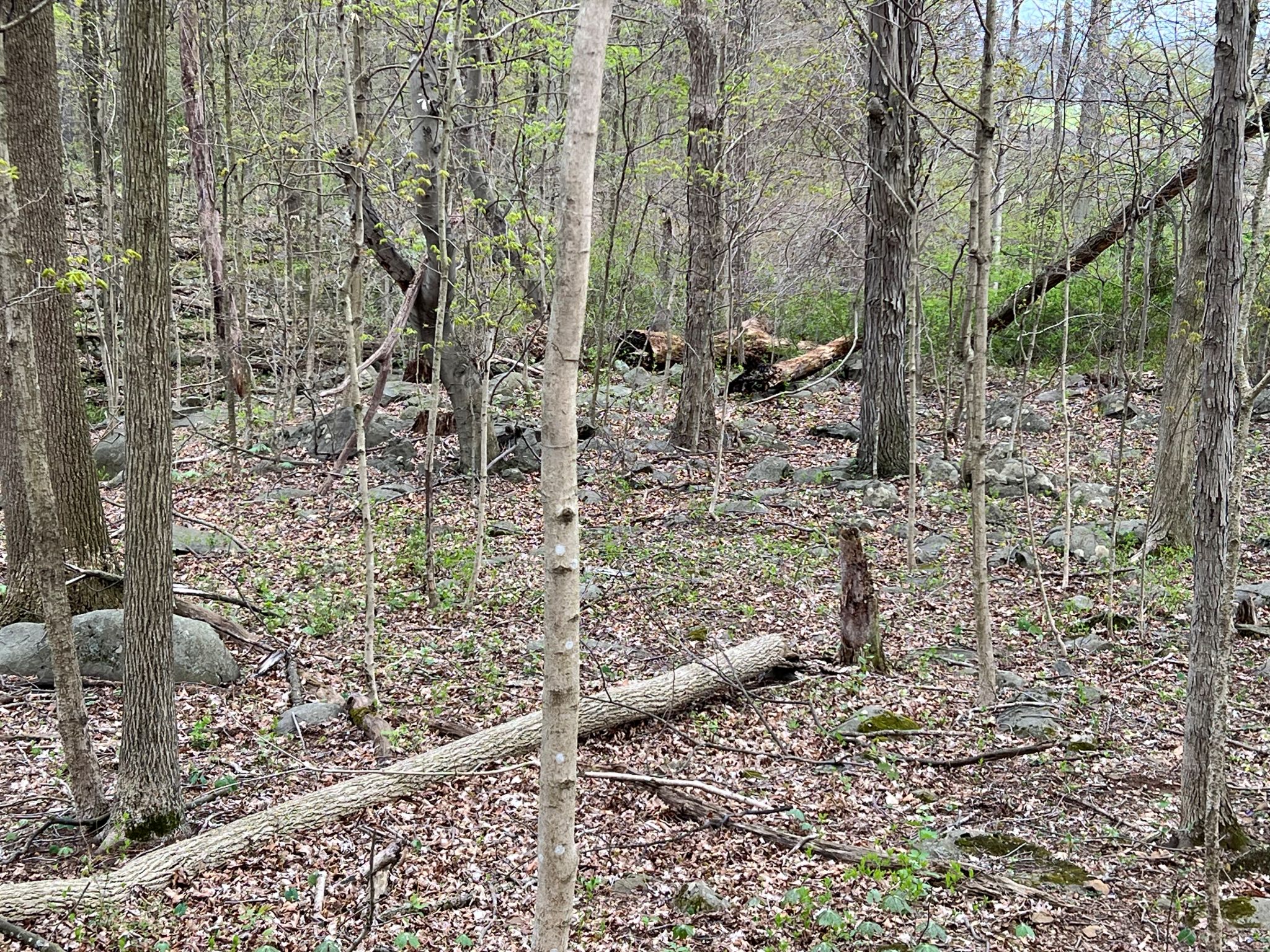 Etown Woodlands