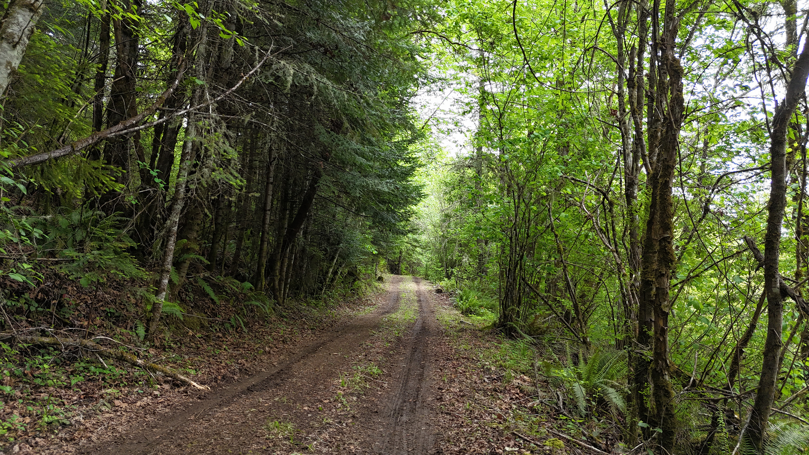 83715 Peninsula Rd Fall Creek OR