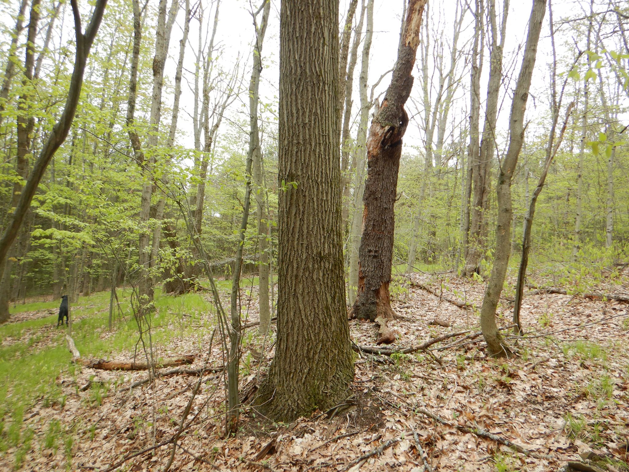 Big Oak Beauty
