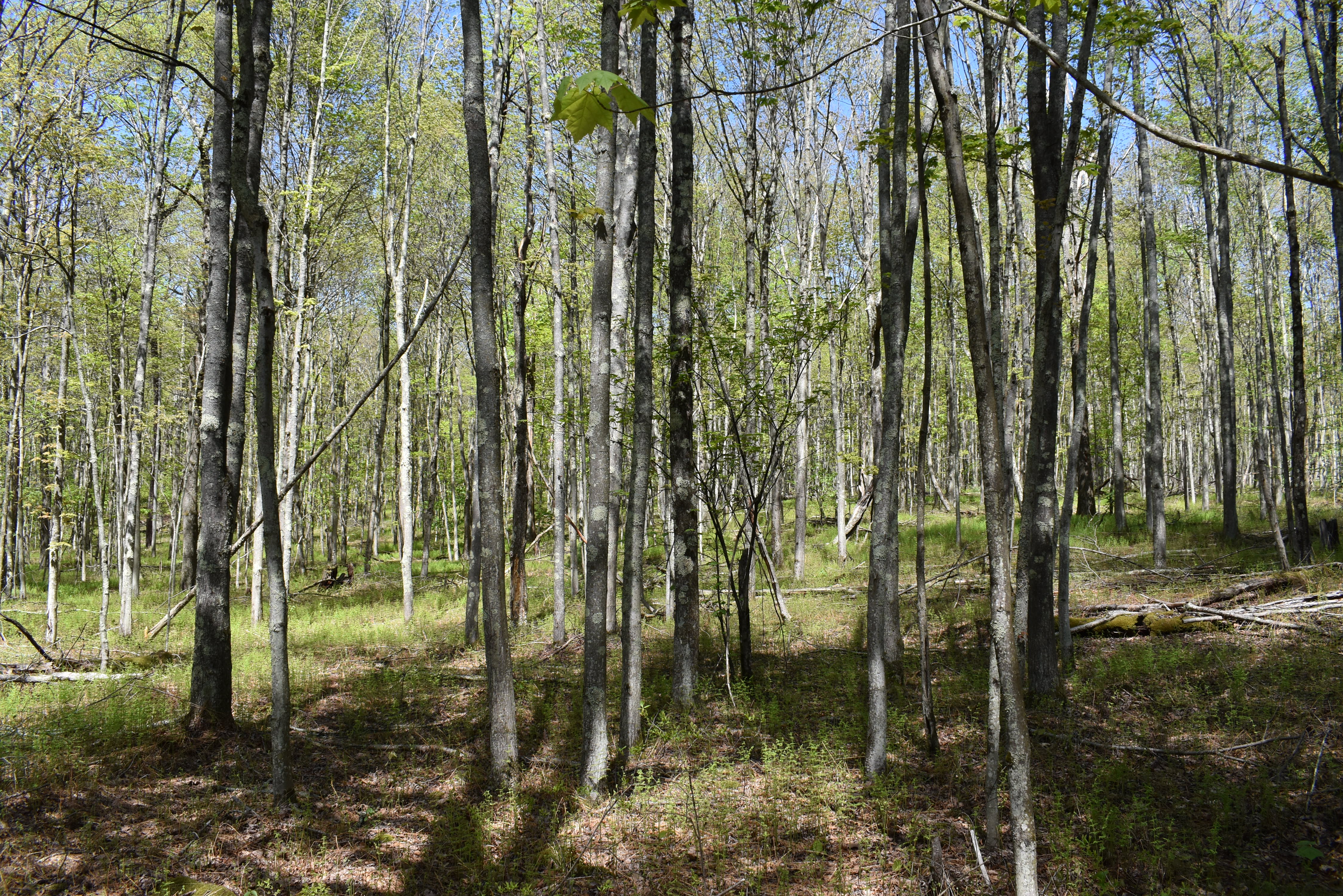 Grugan Hollow