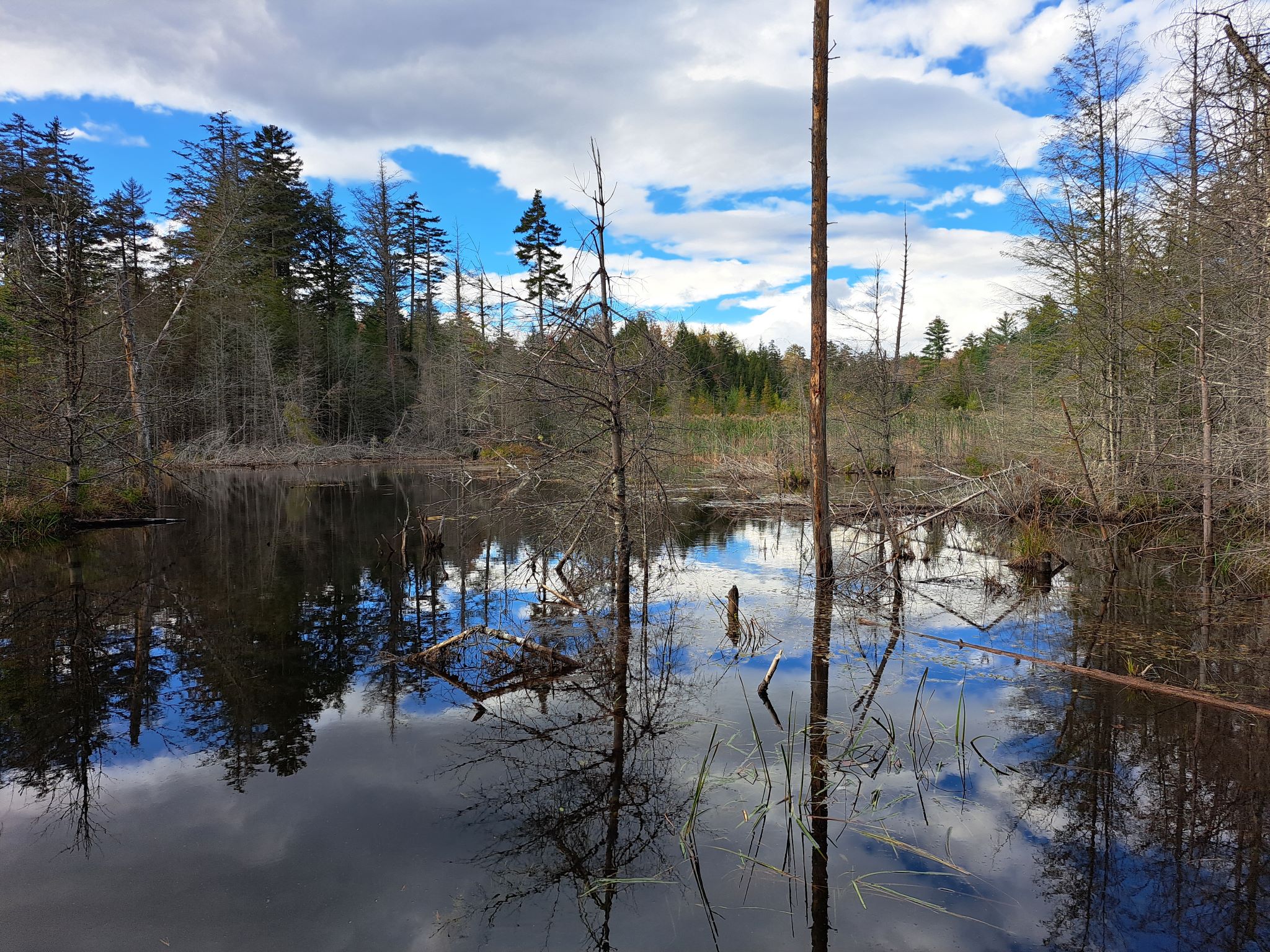 Hudson River Woods & Water