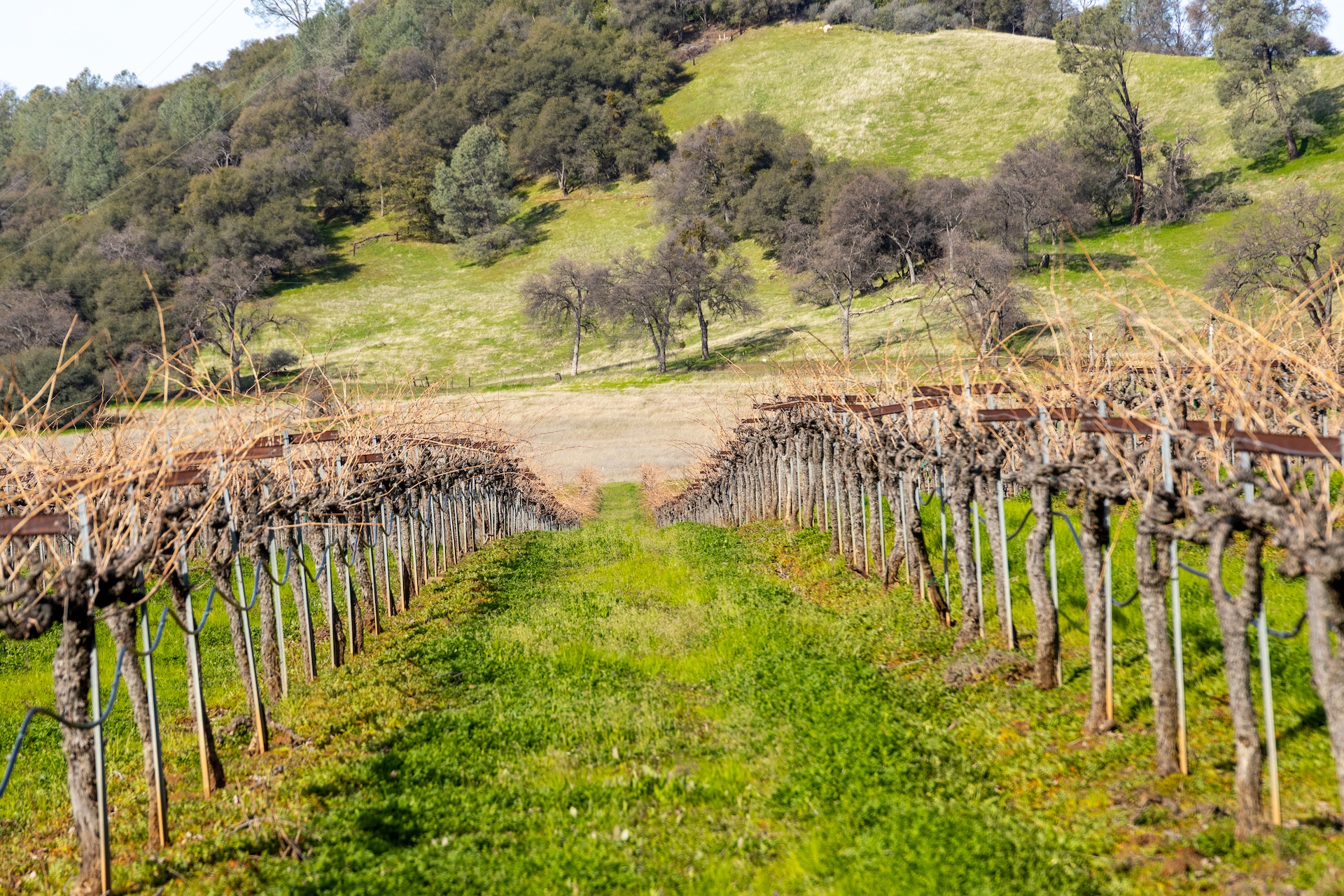 Chatom Vineyards