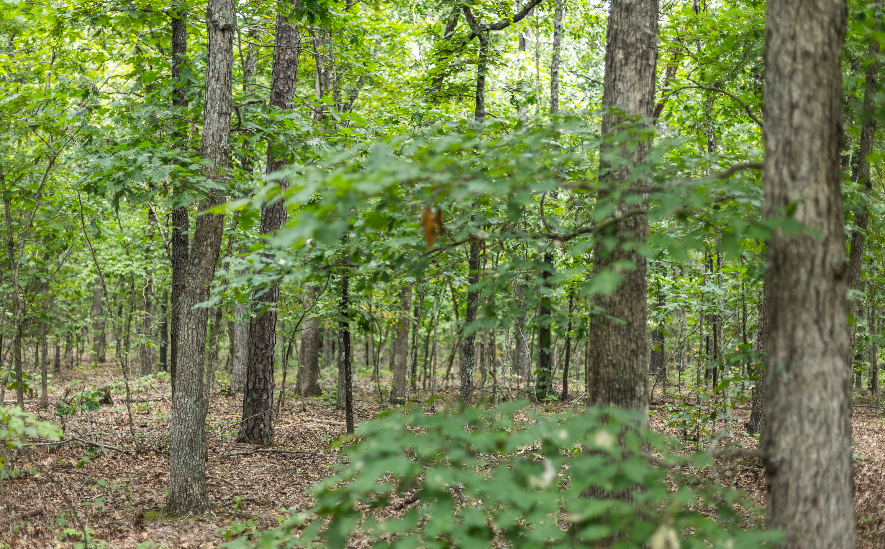 Black Bear Pines