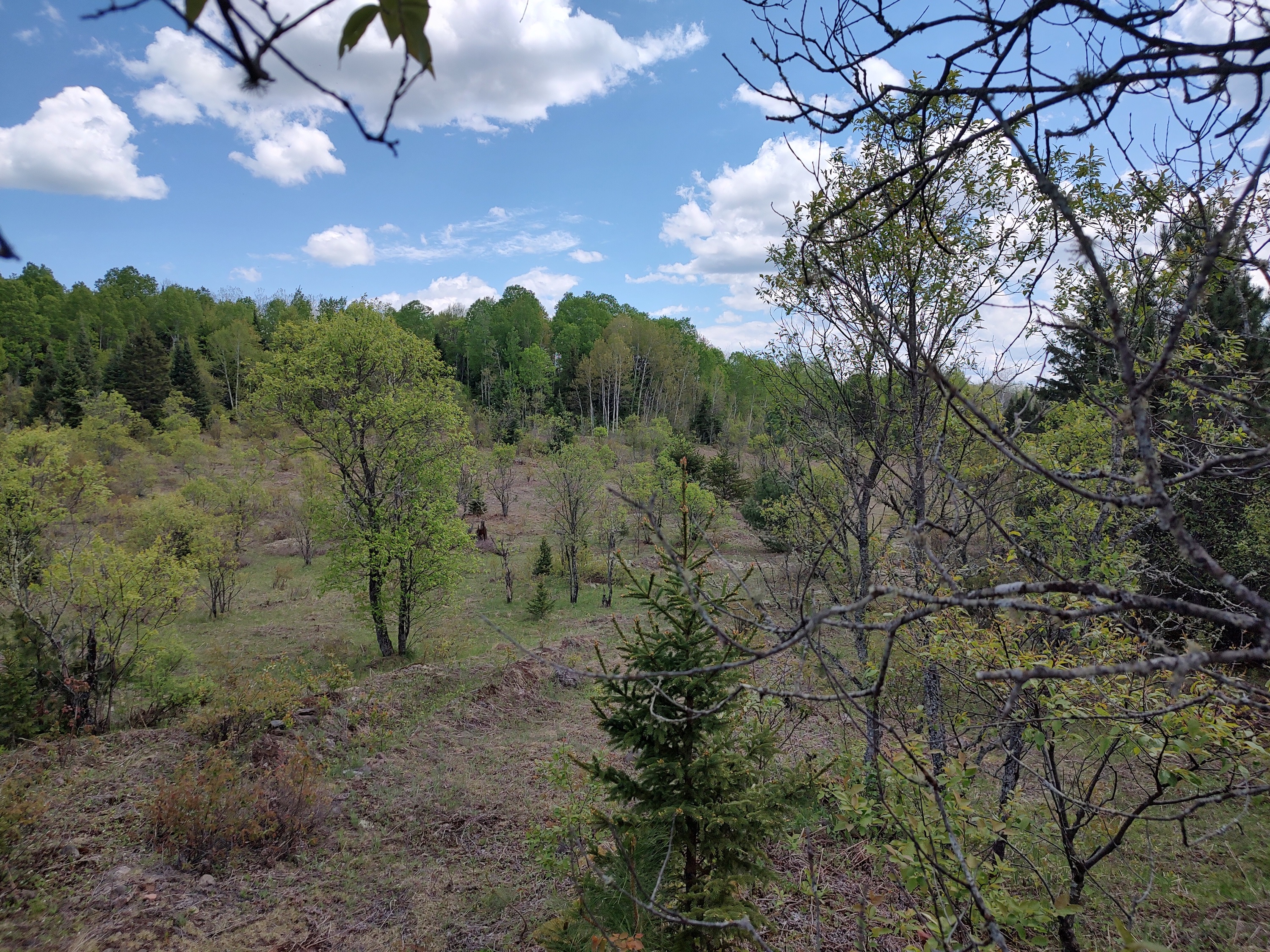 Wooded 240 Acres Michigan U.P. 50173948