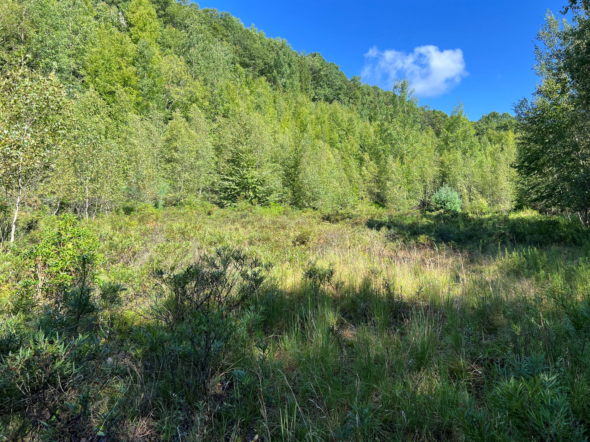 Pocono Area Gem