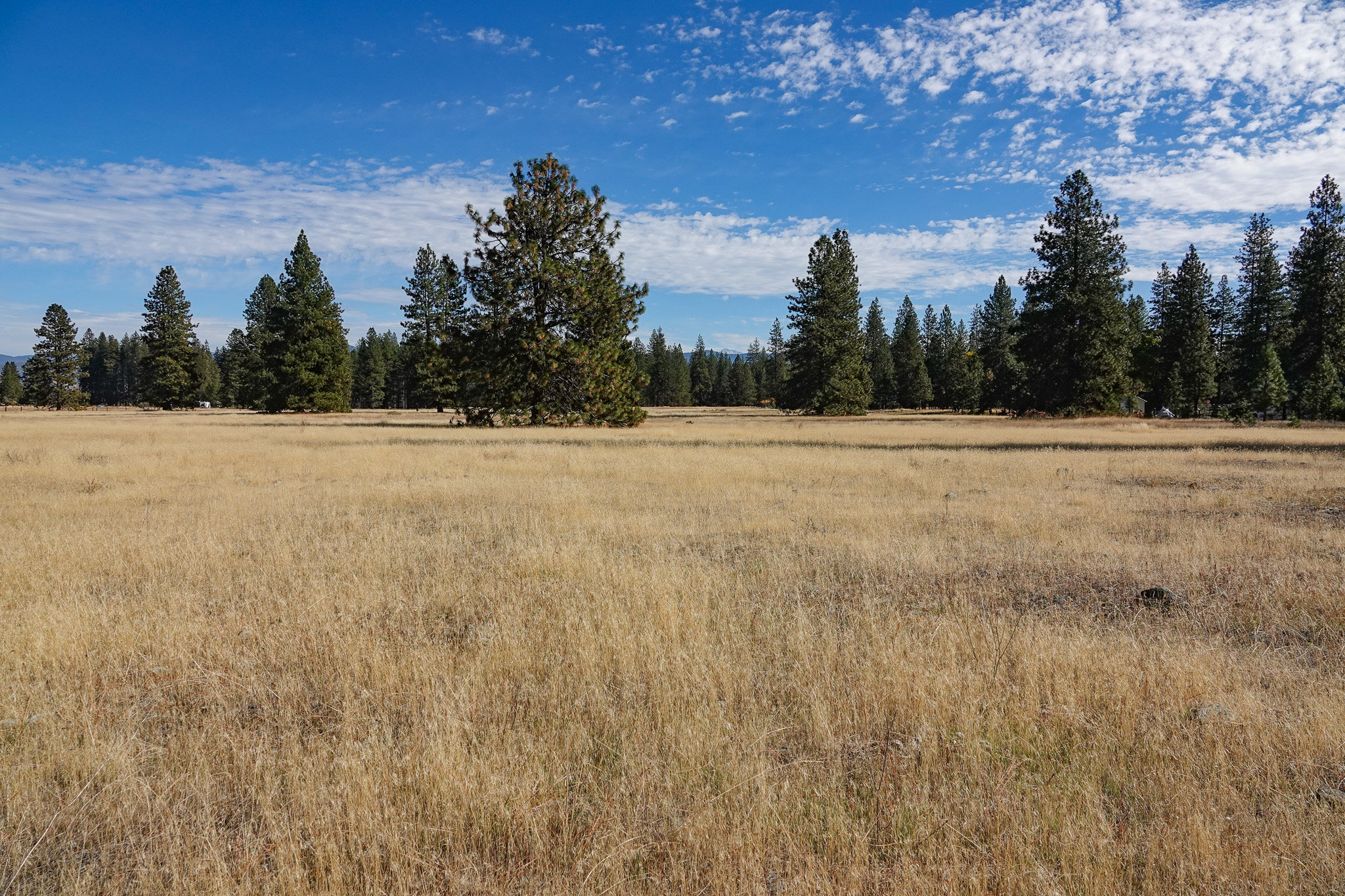 Mountain View Meadow