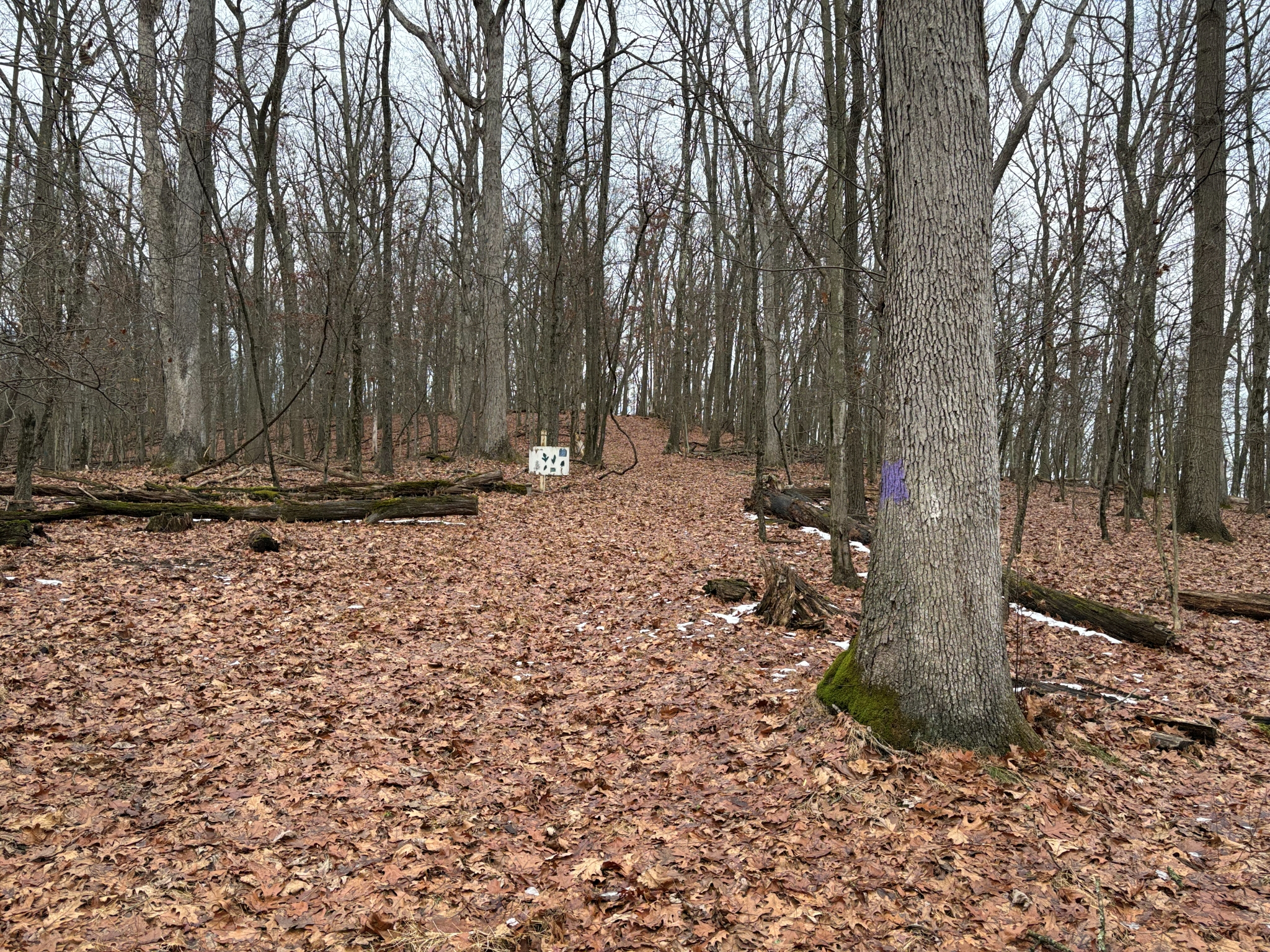 Listing Image 88