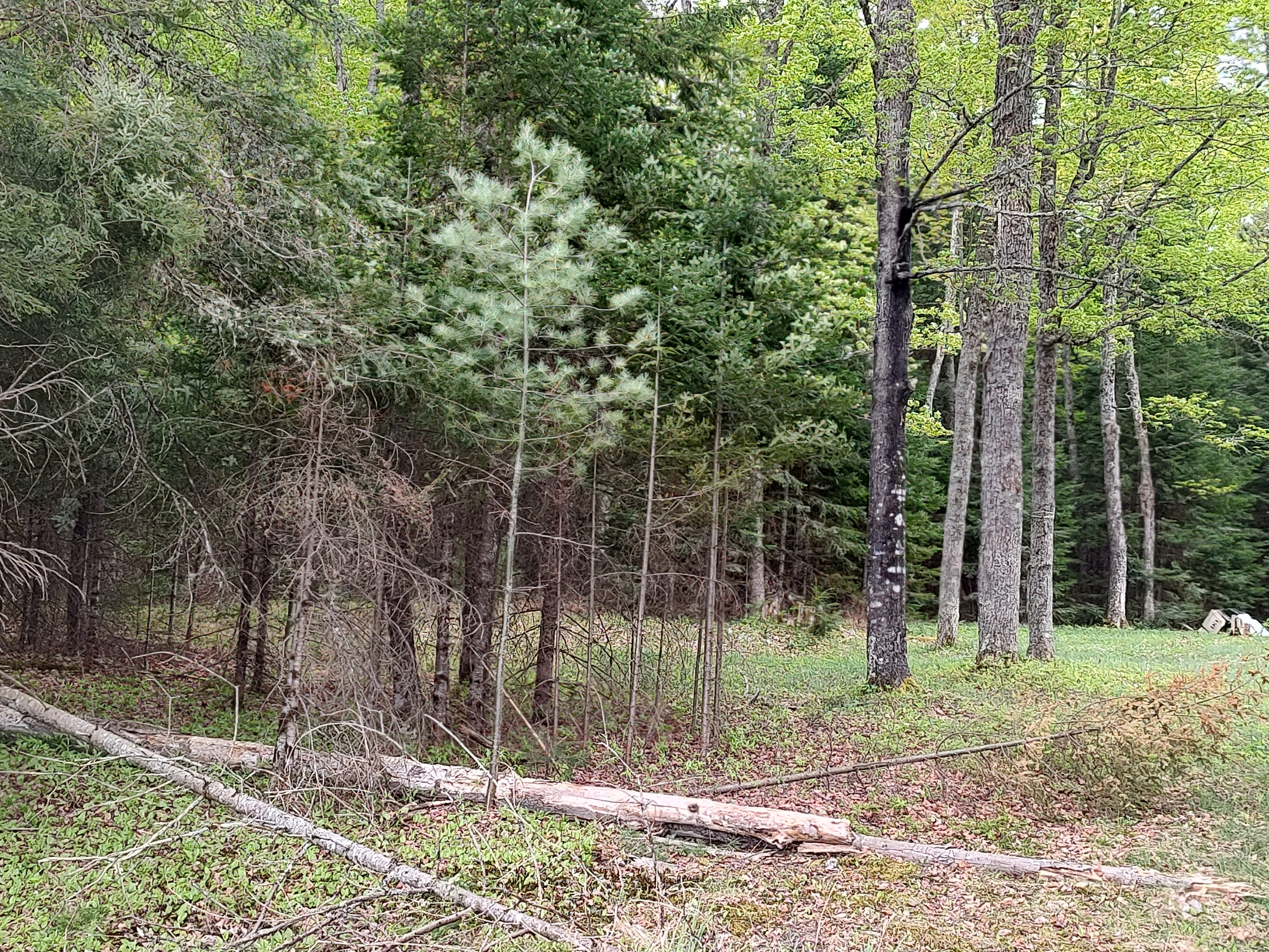 U.P. Robinson Lake Parcel 50167828
