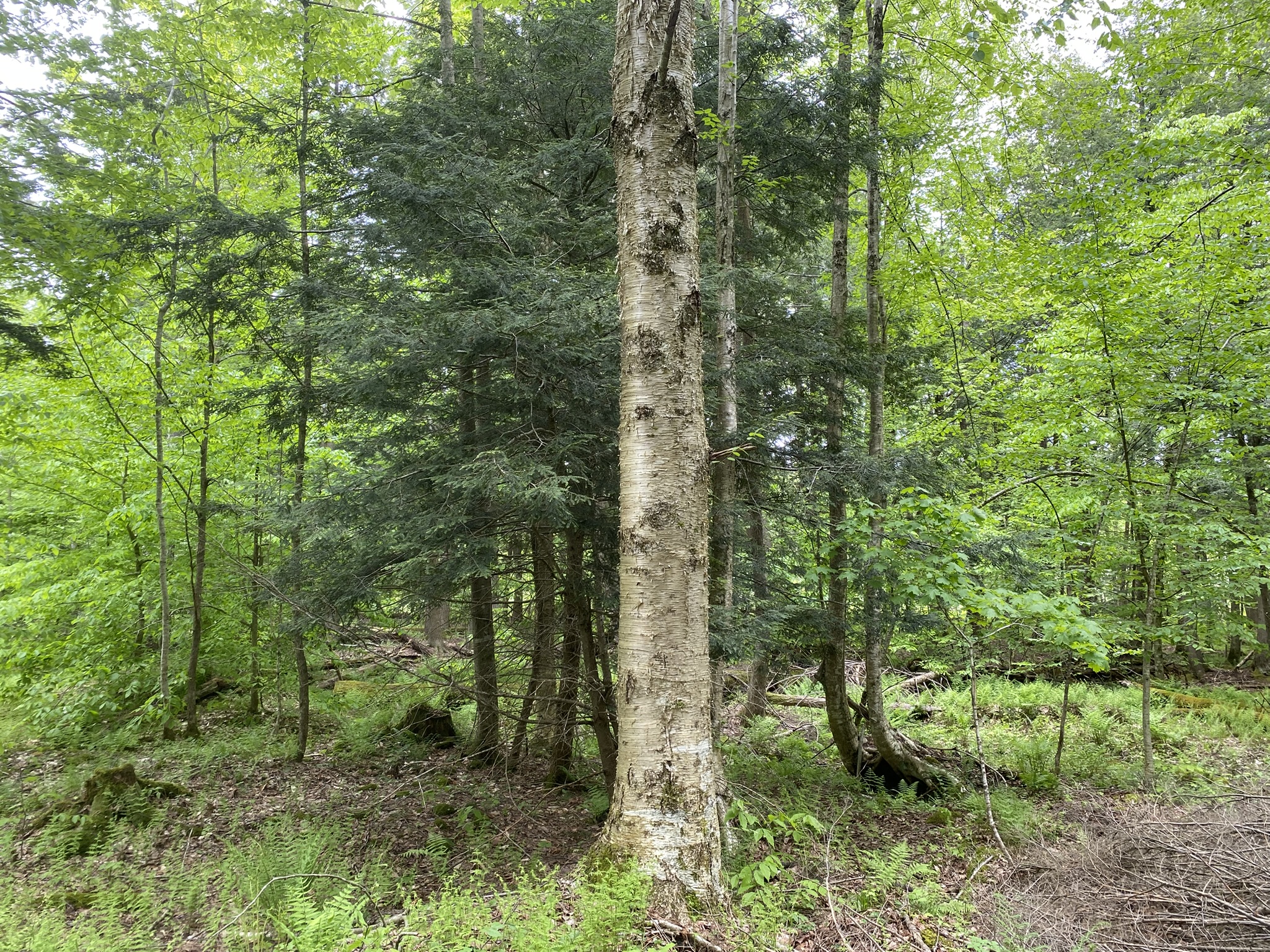 Little Salmon River Country