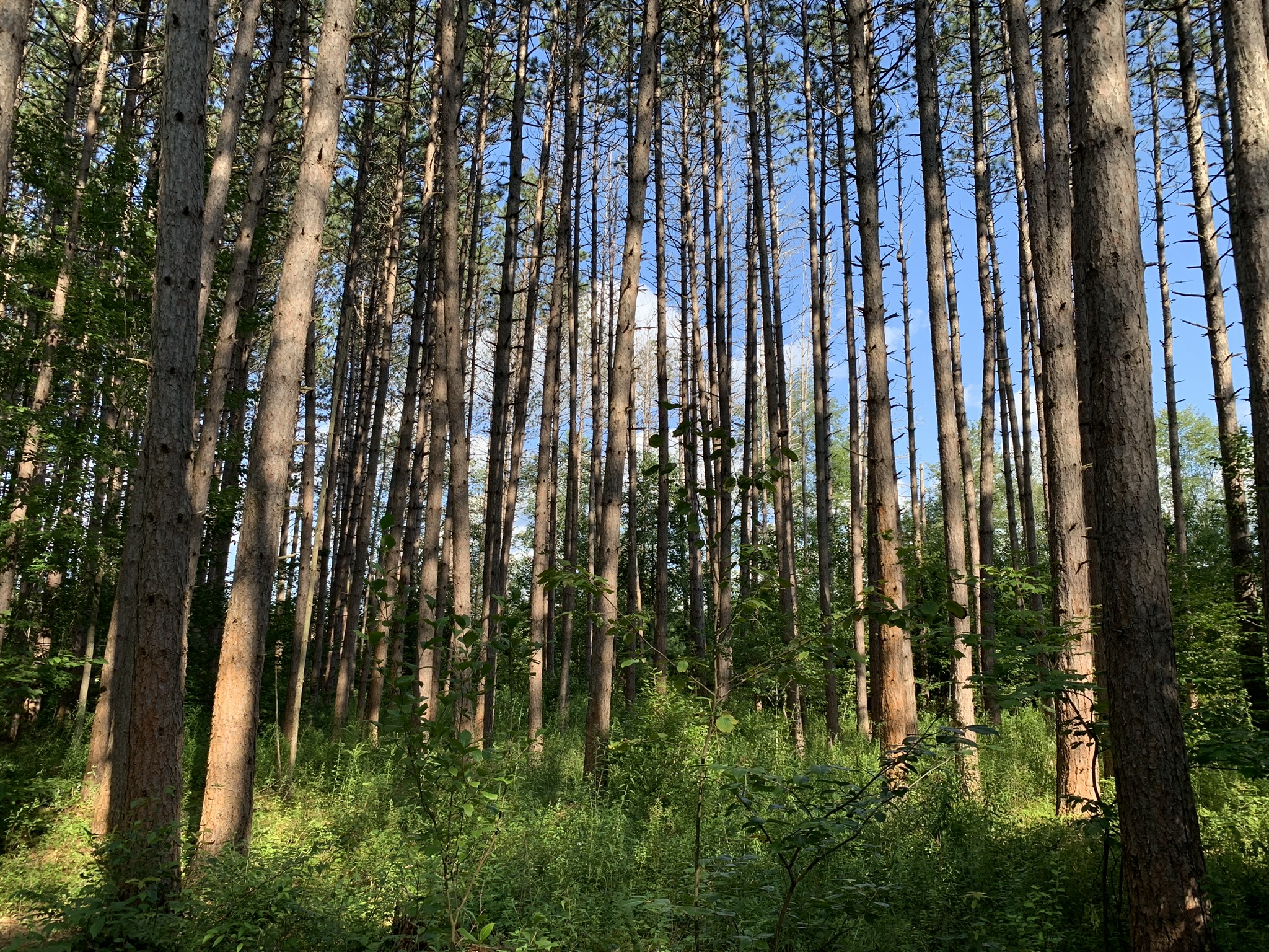 Middle Branch of the Oswegatchie