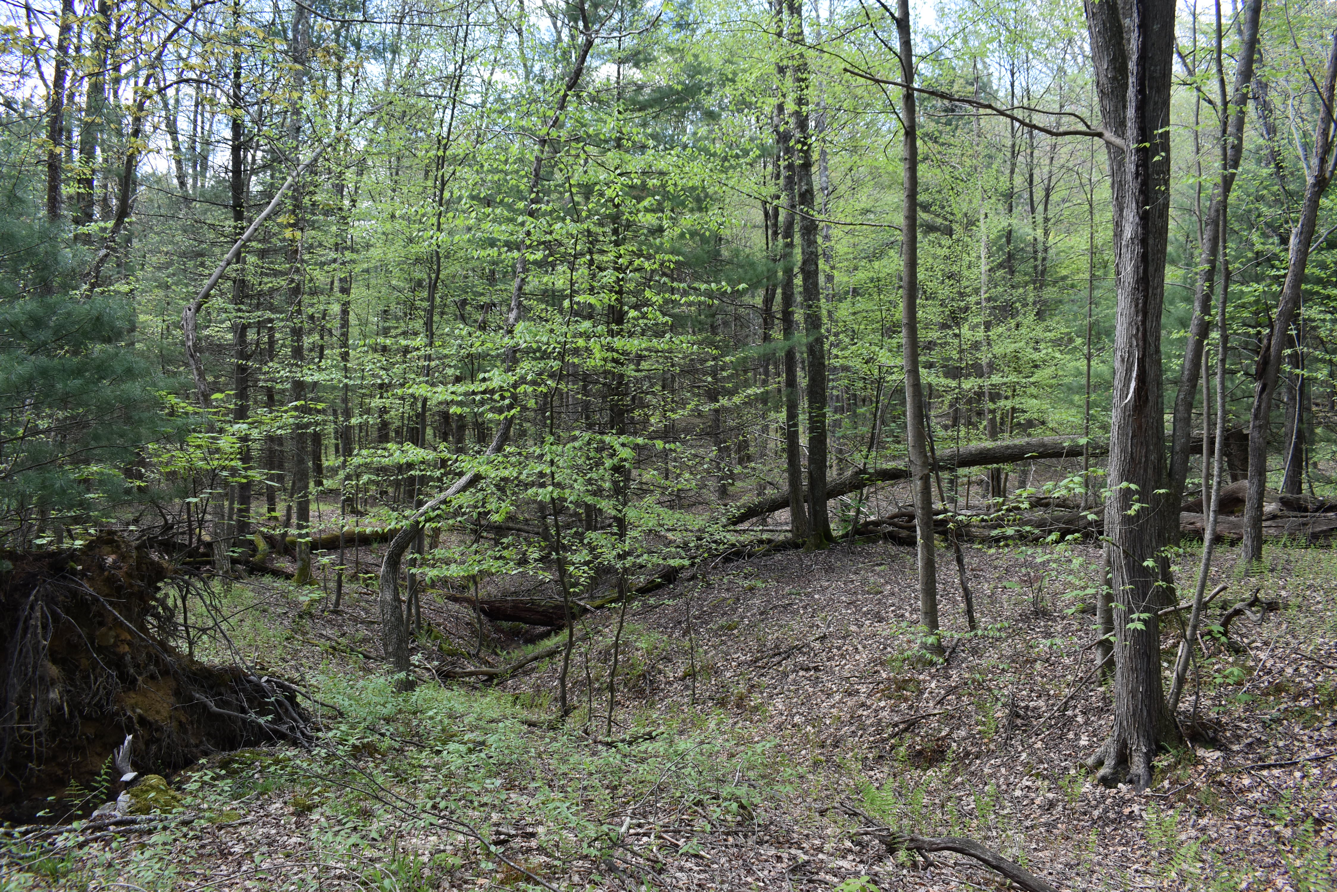 Grugan Hollow