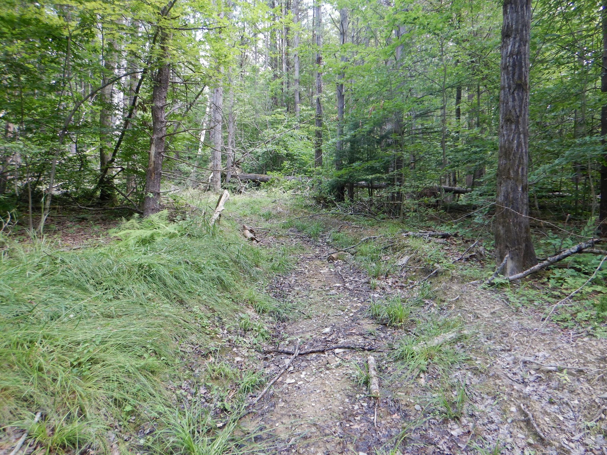 Chaffee Creek