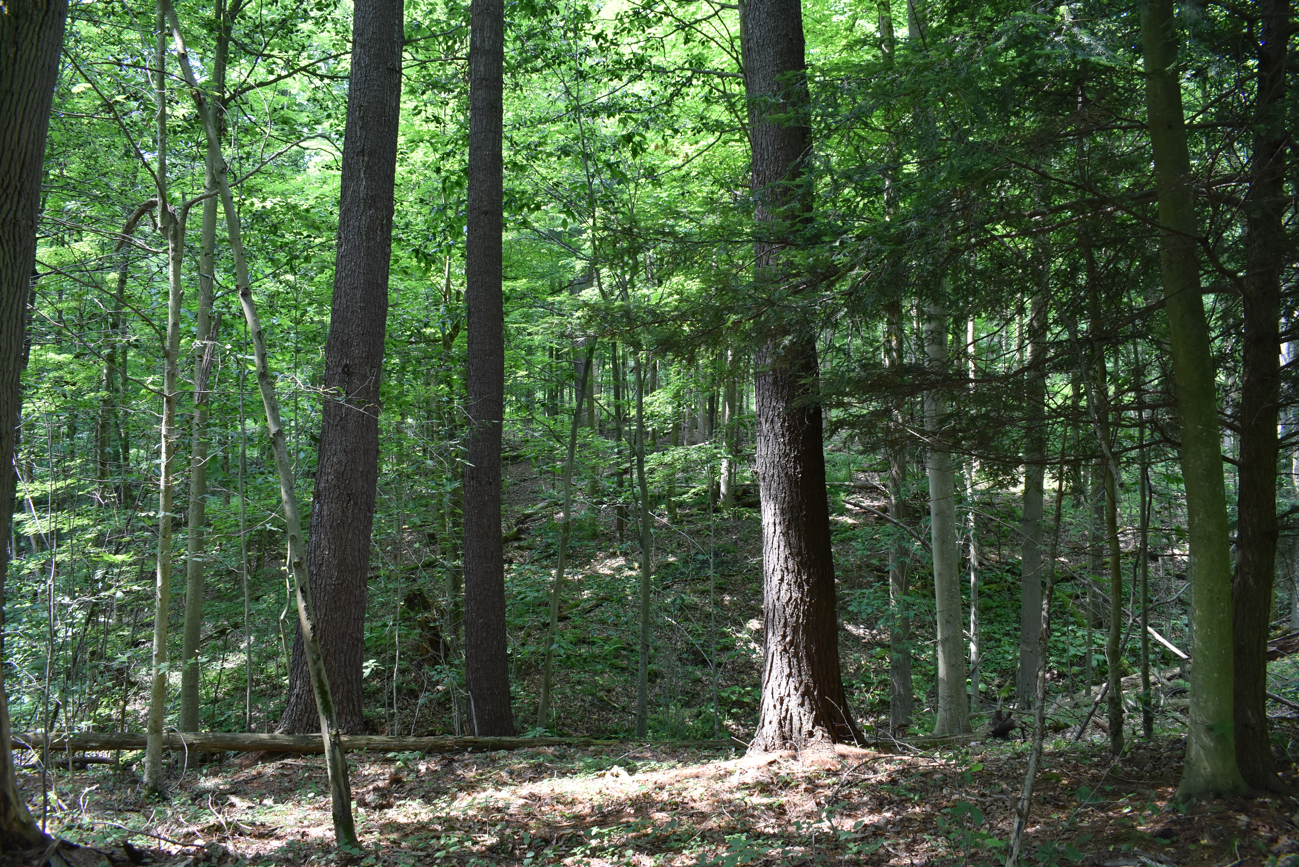 Listing Image 84