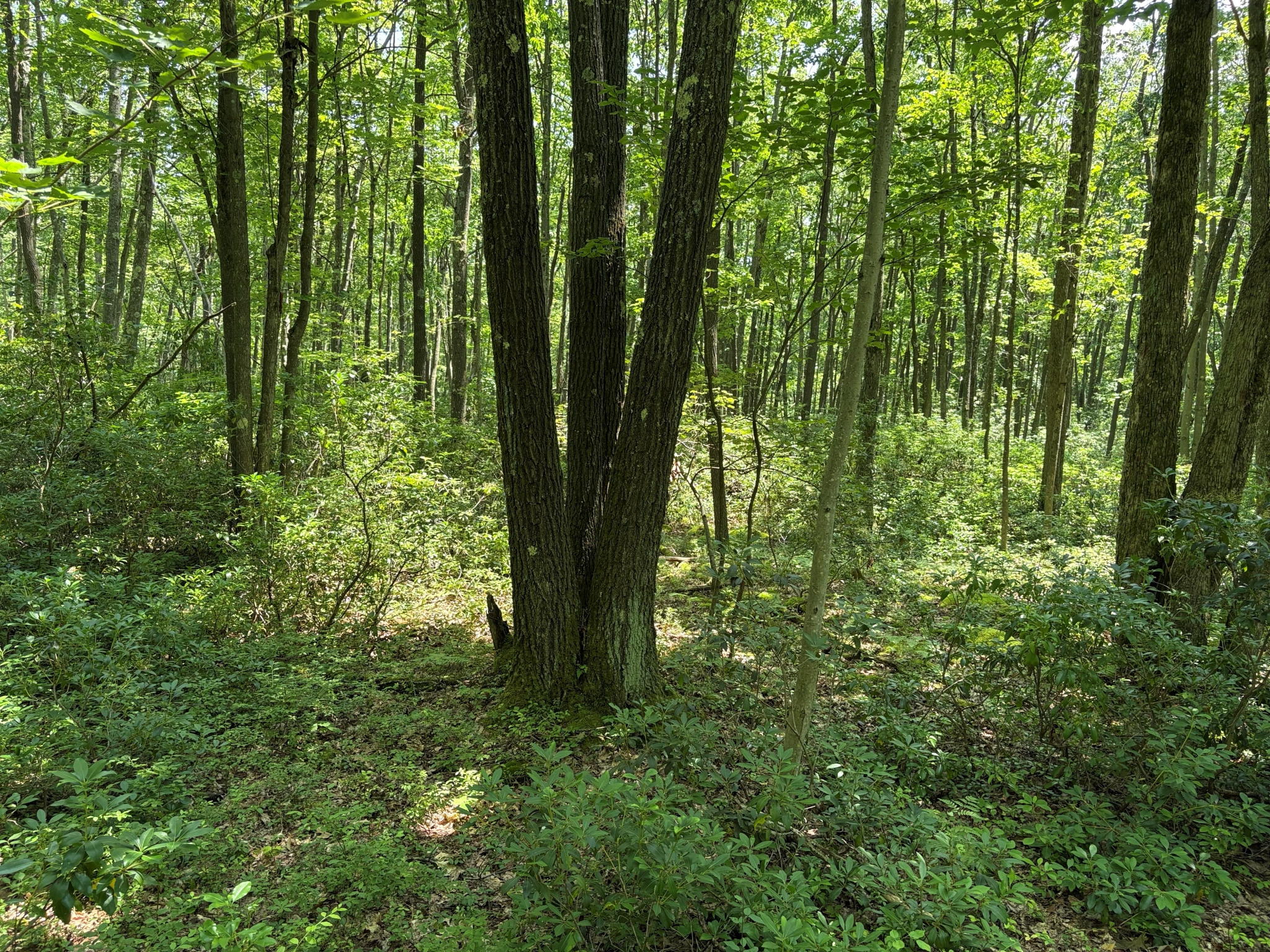 Listing Image 58