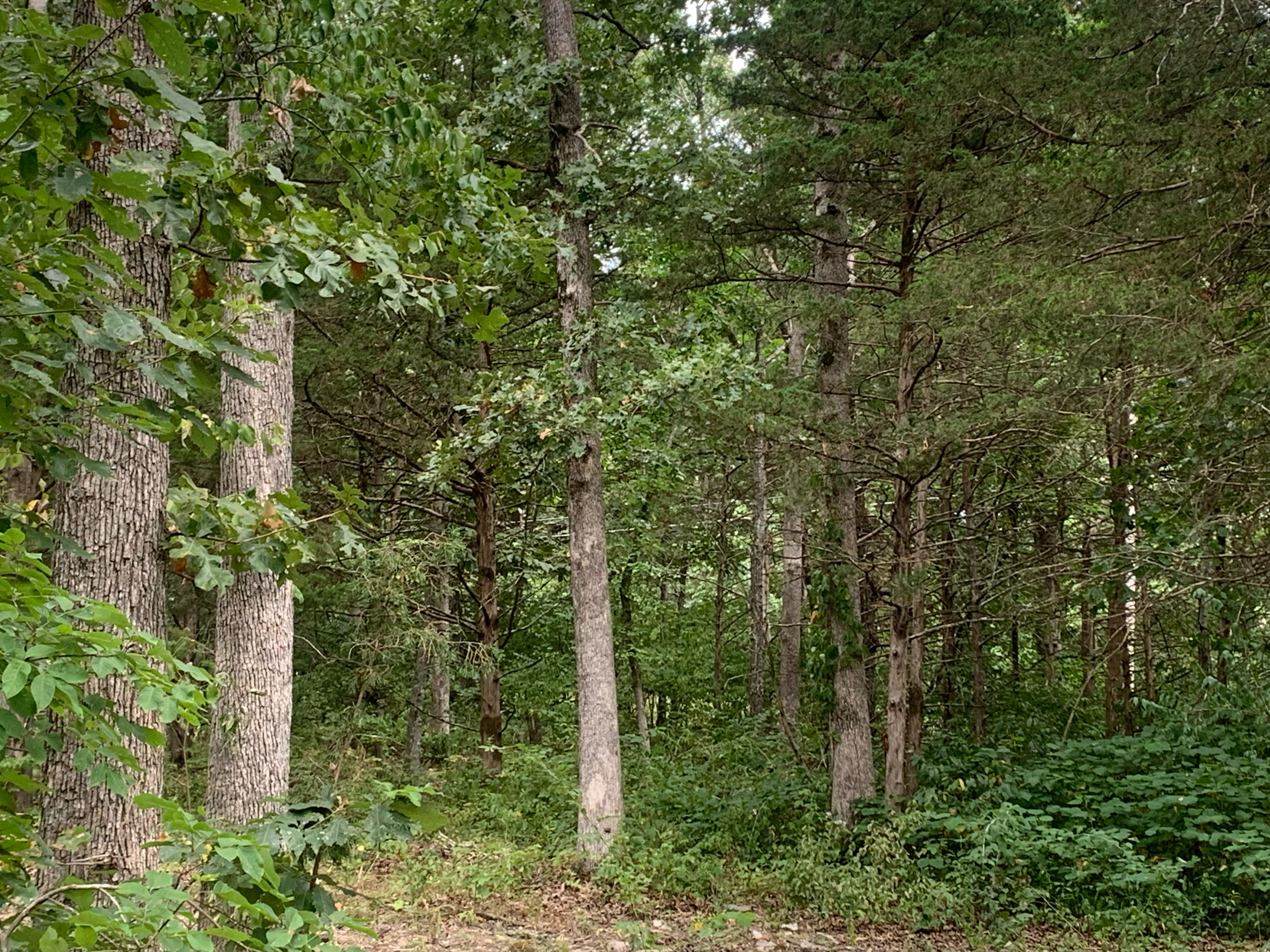 Cedar Grove 3