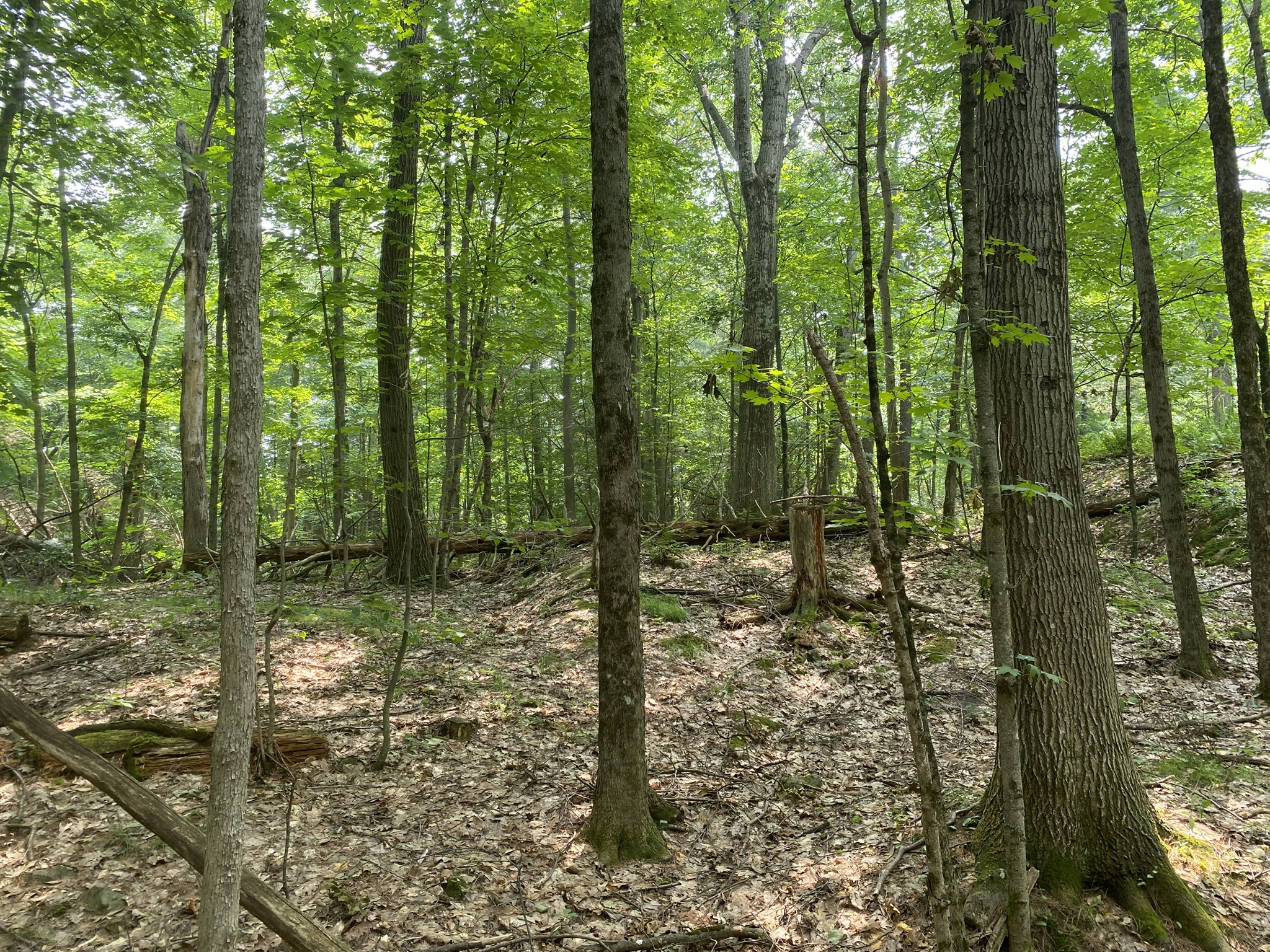 Listing Image 96