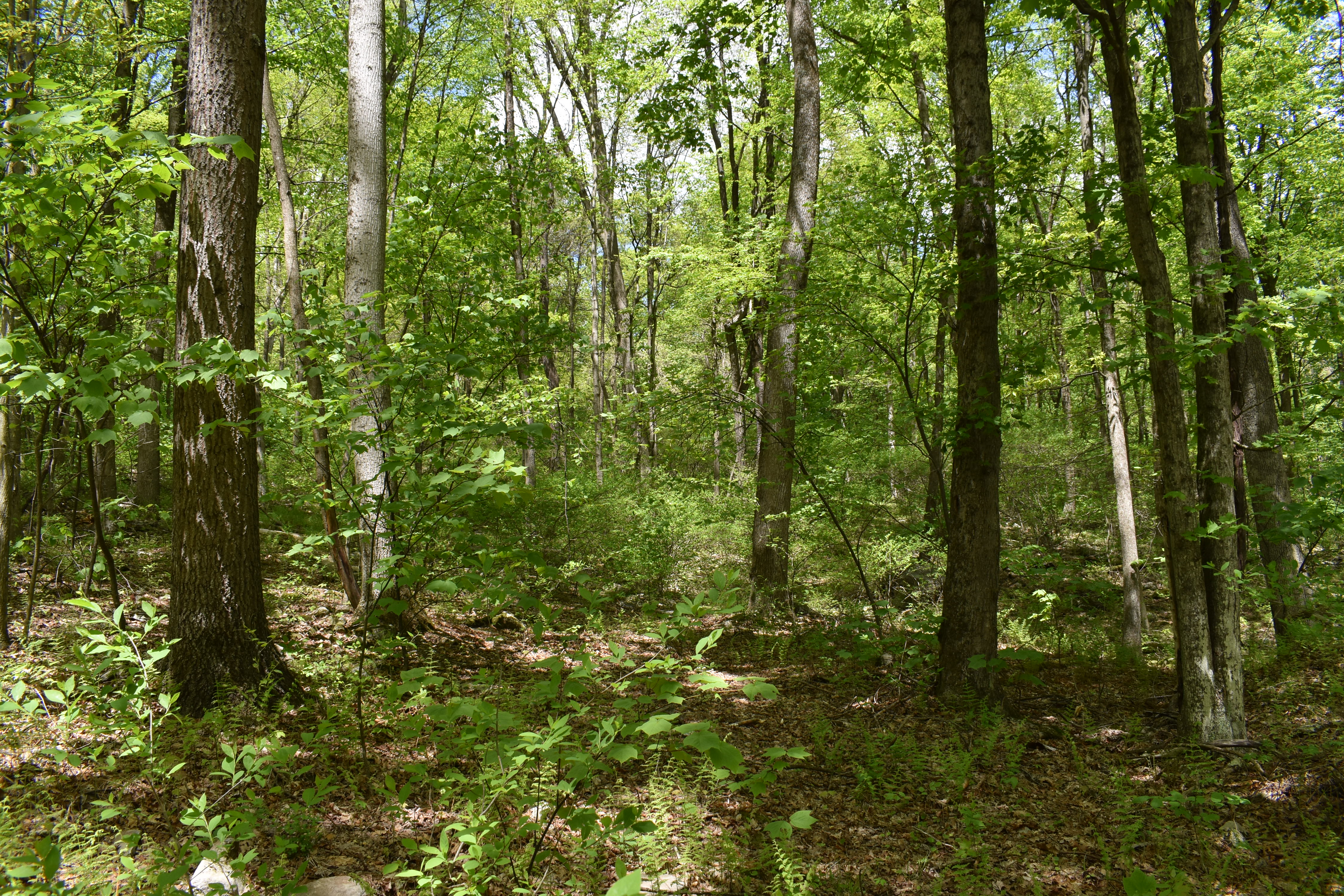 Grugan Hollow