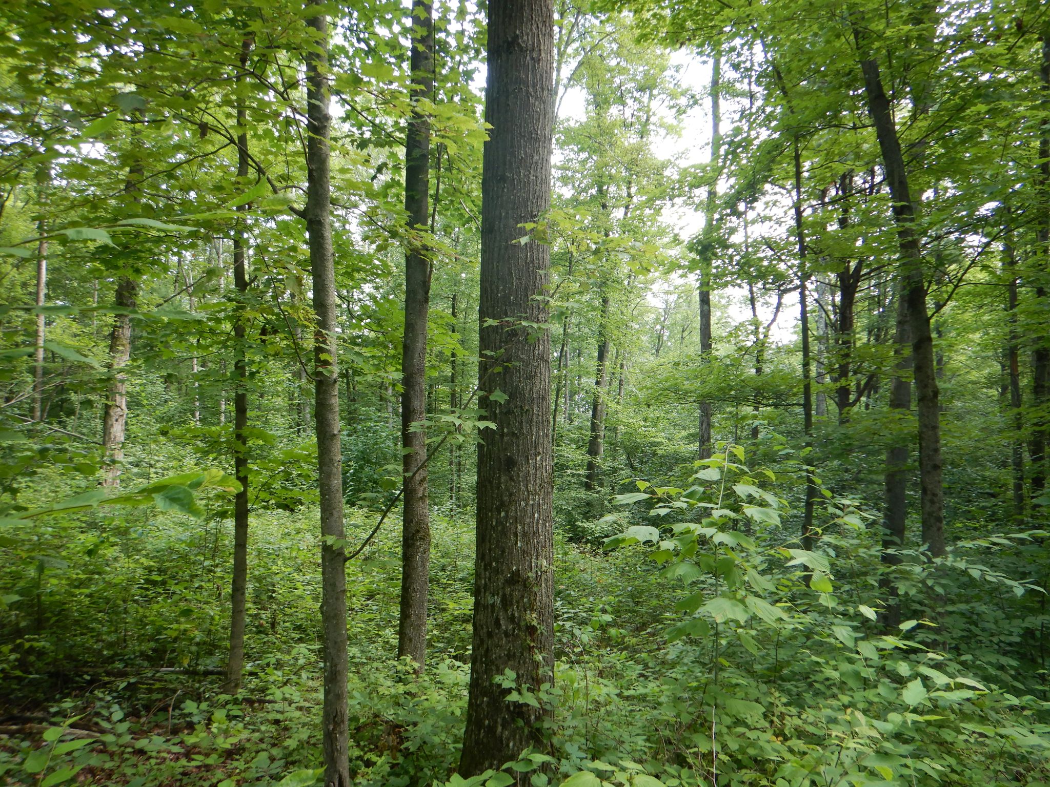 Starks Road Serenity