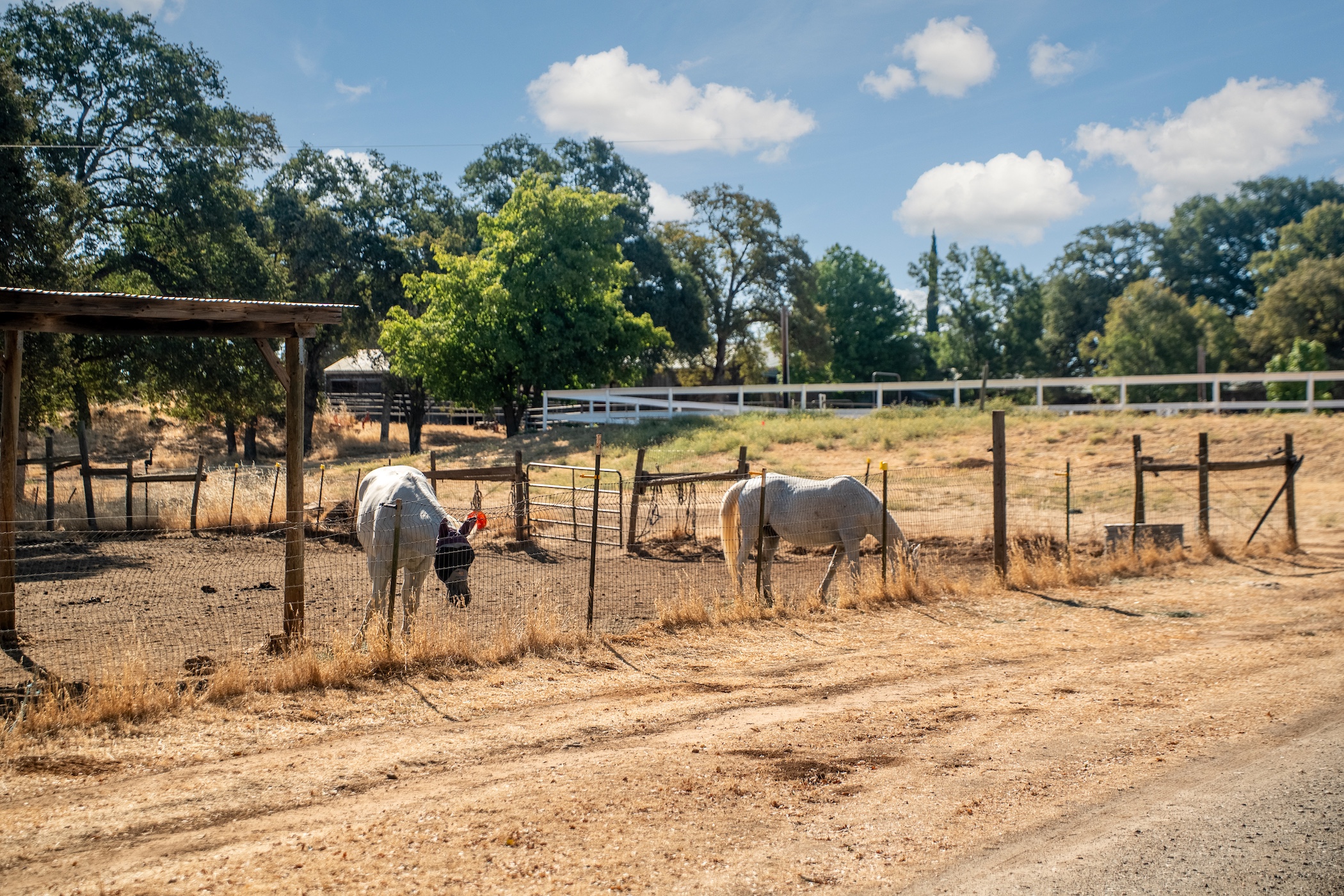 Blue Fountain Farm