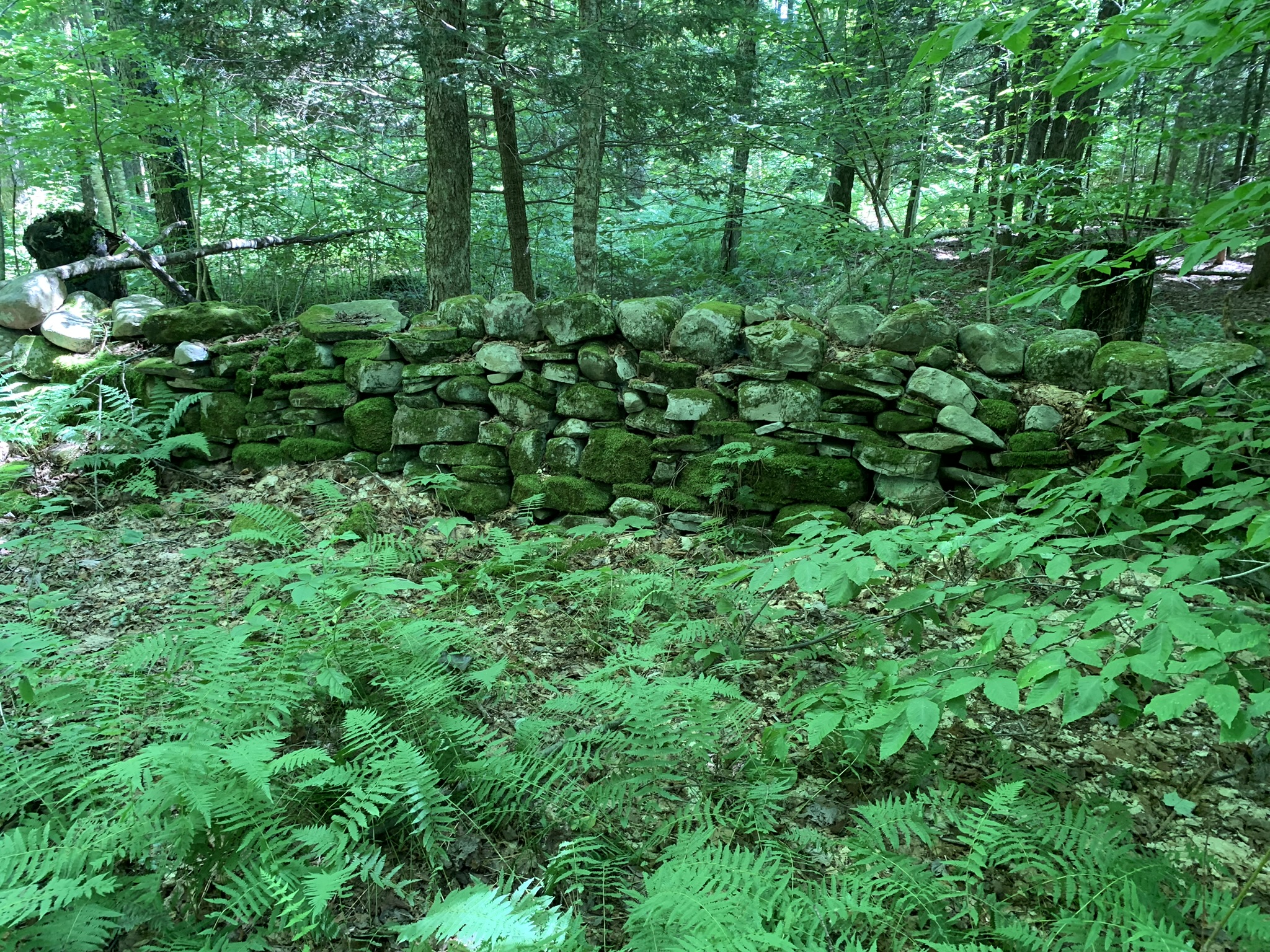 Lyman Brook Forest
