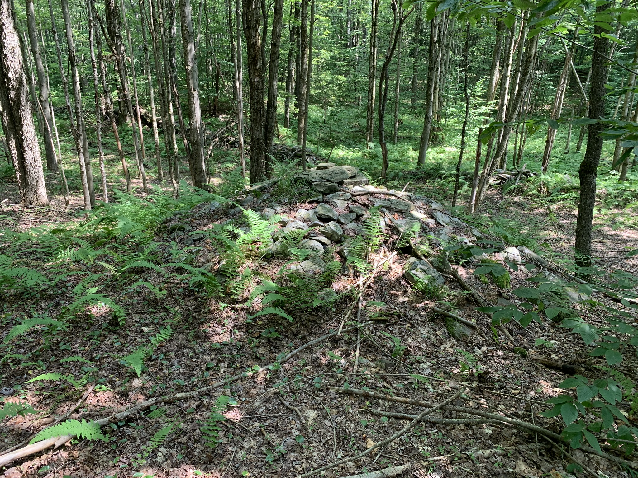 Lyman Brook Forest