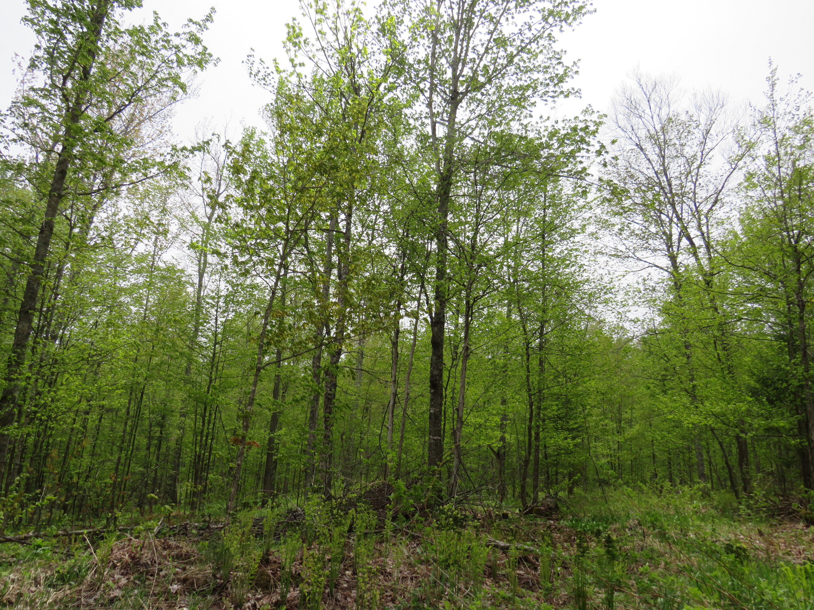 Michigan Recreational Property 50165363