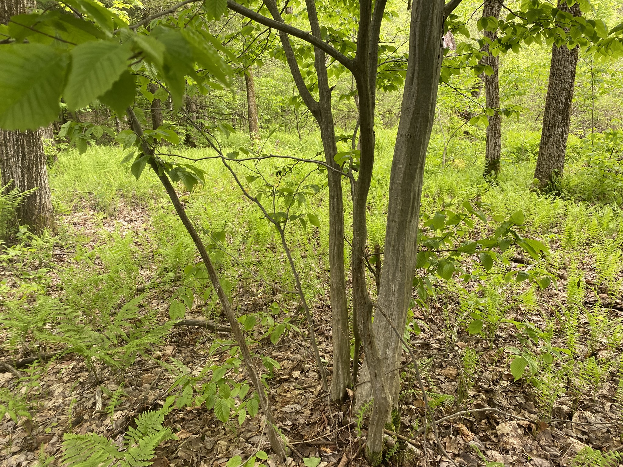 Little Salmon River Country