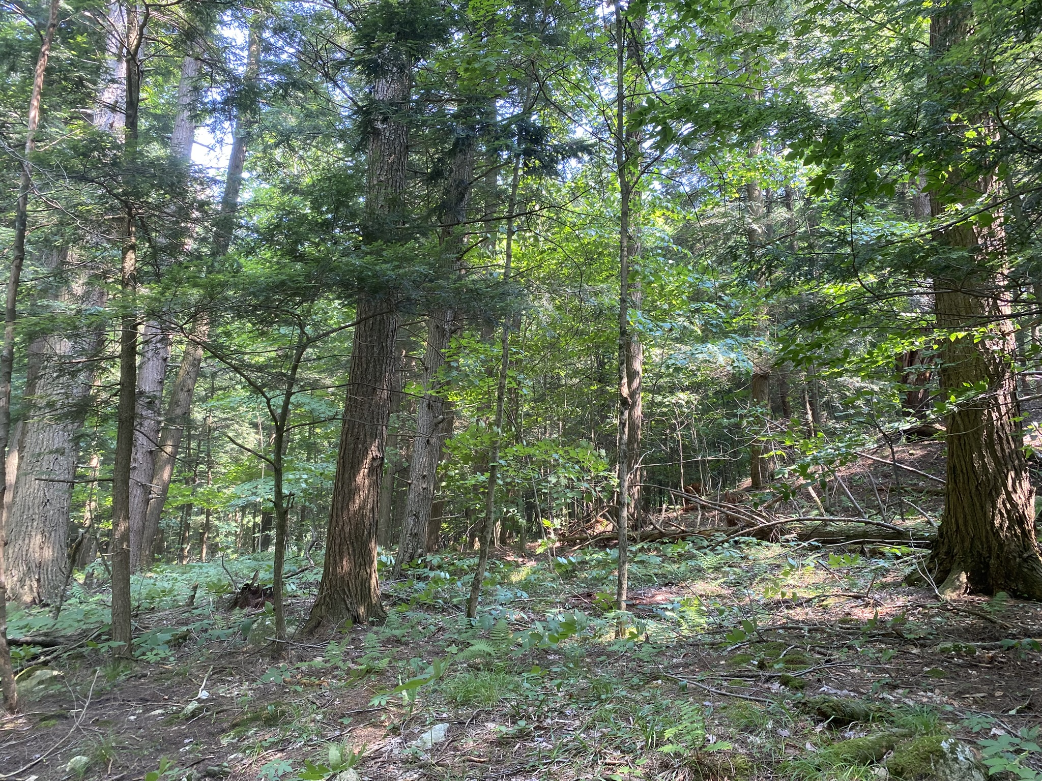Listing Image 100