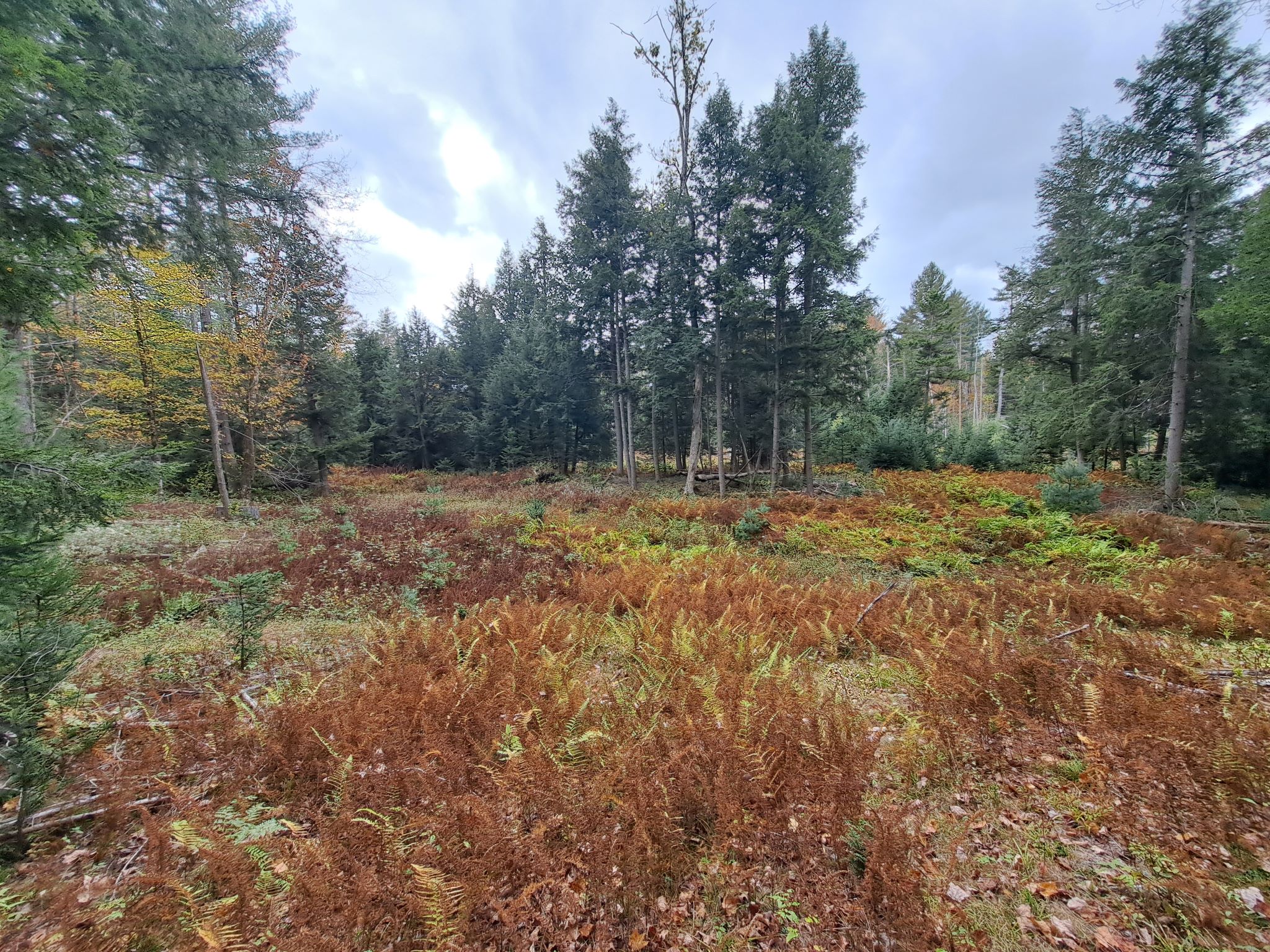 Hudson River Woods & Water