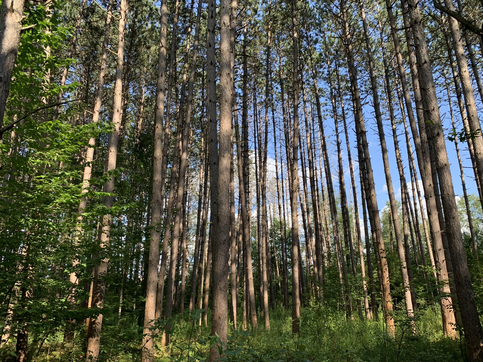 Middle Branch of the Oswegatchie