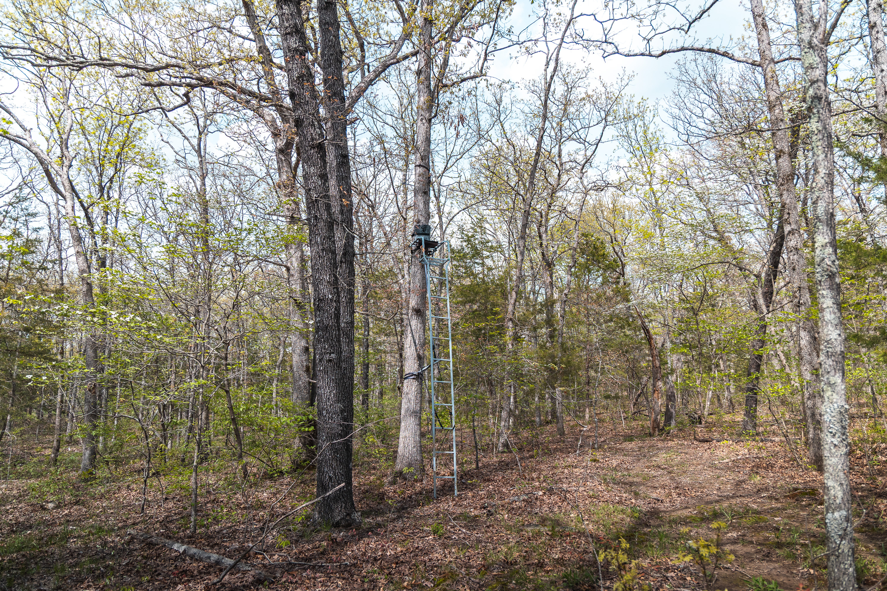 Owensville Buck Nest