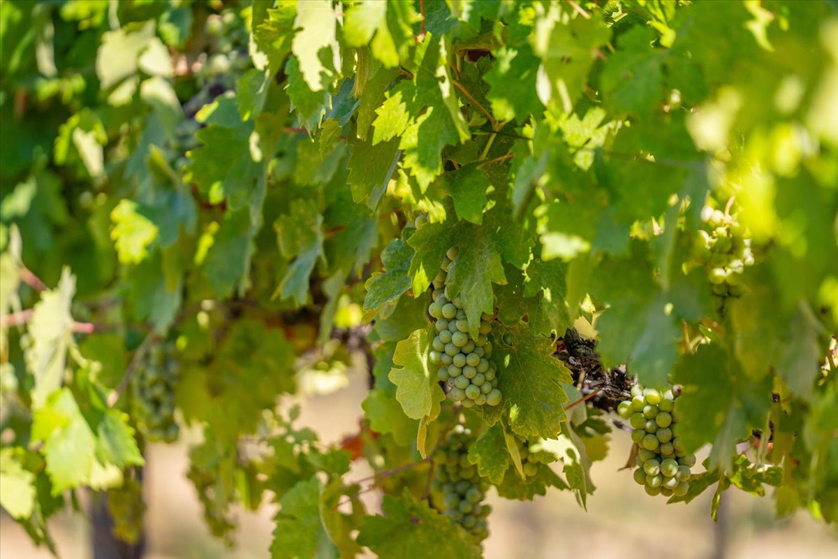 Alger Vineyards and More