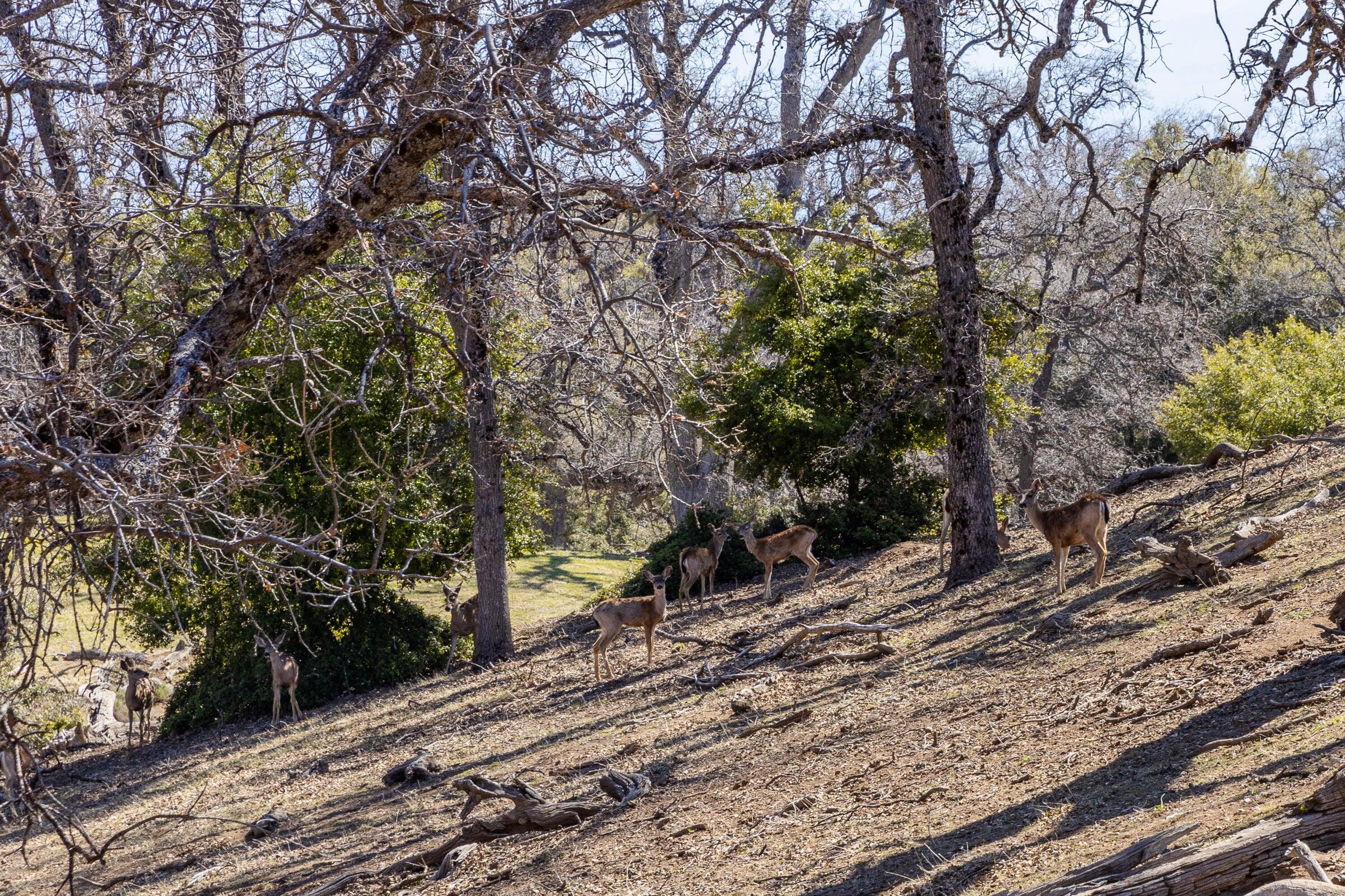 Palo Escrito Ranch