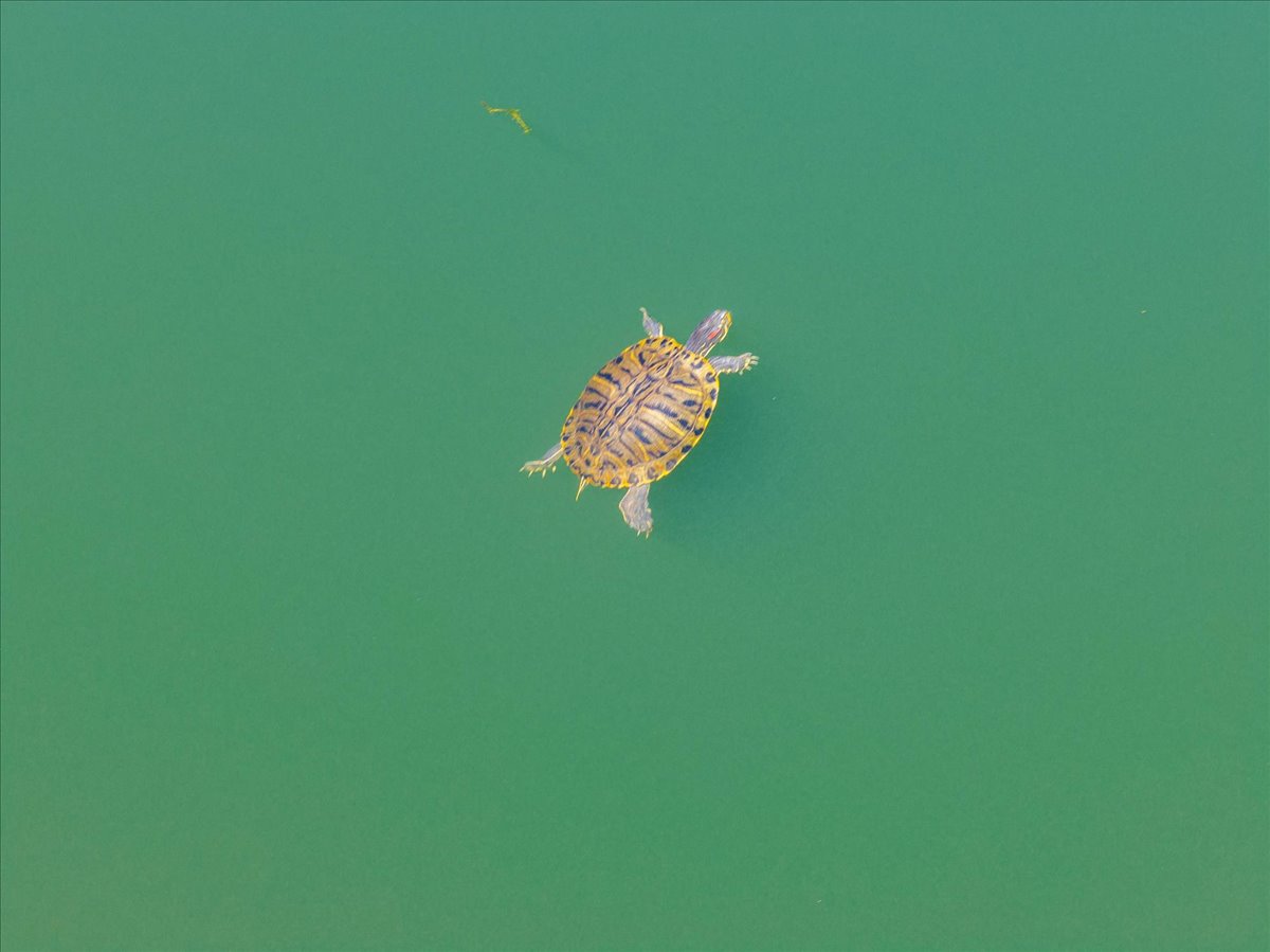 Alger Vineyards and More