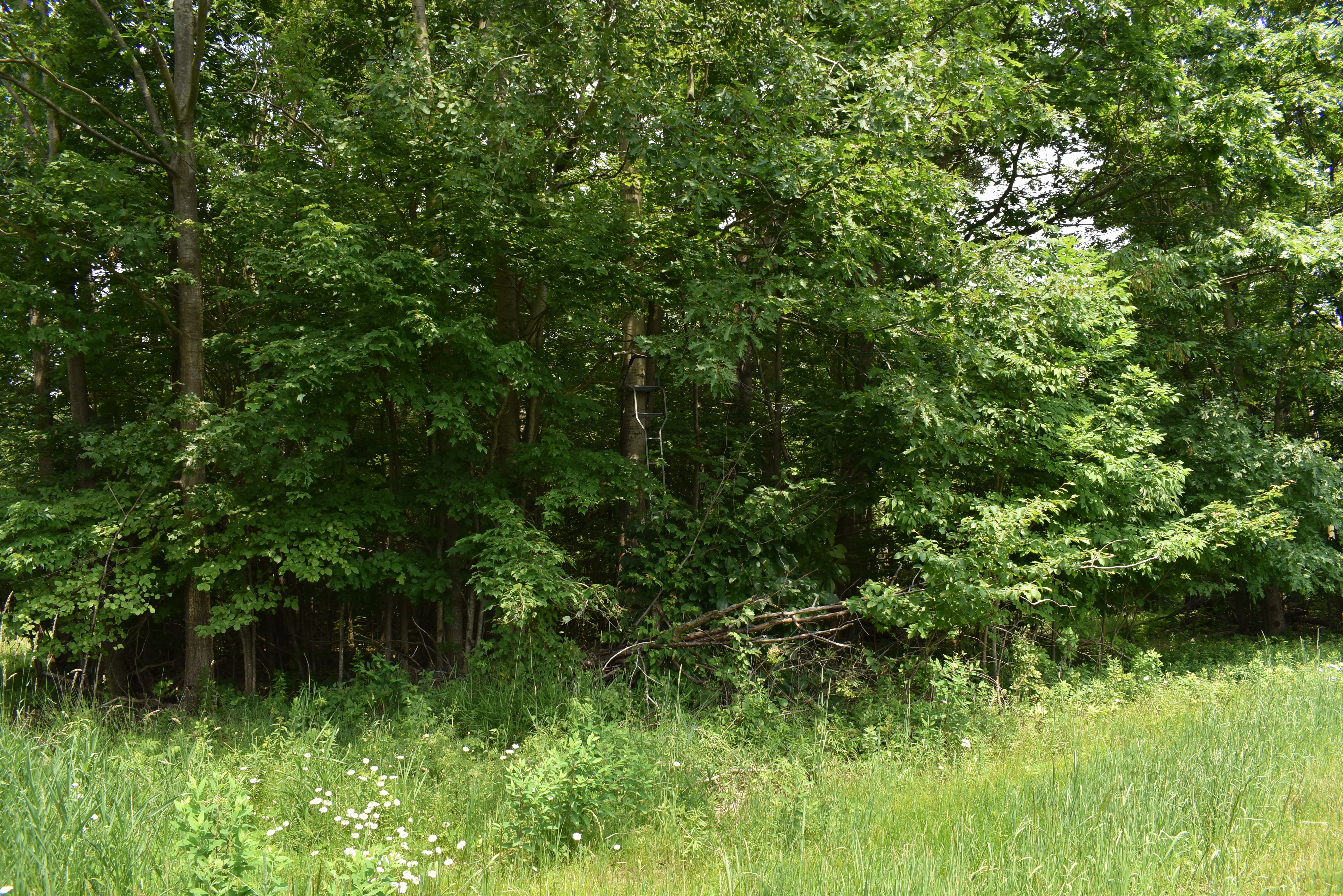 Listing Image 68