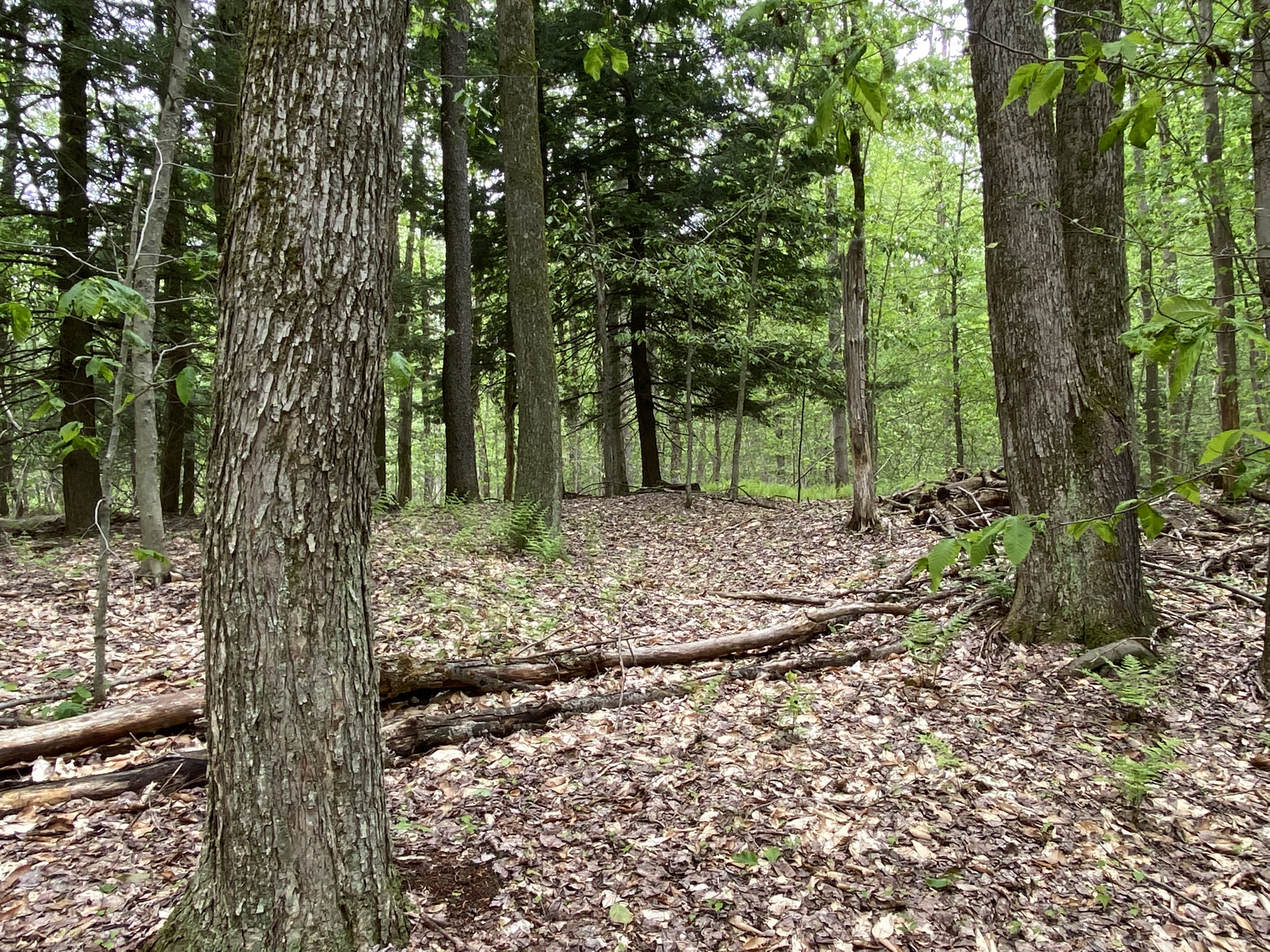 Little Salmon River Country