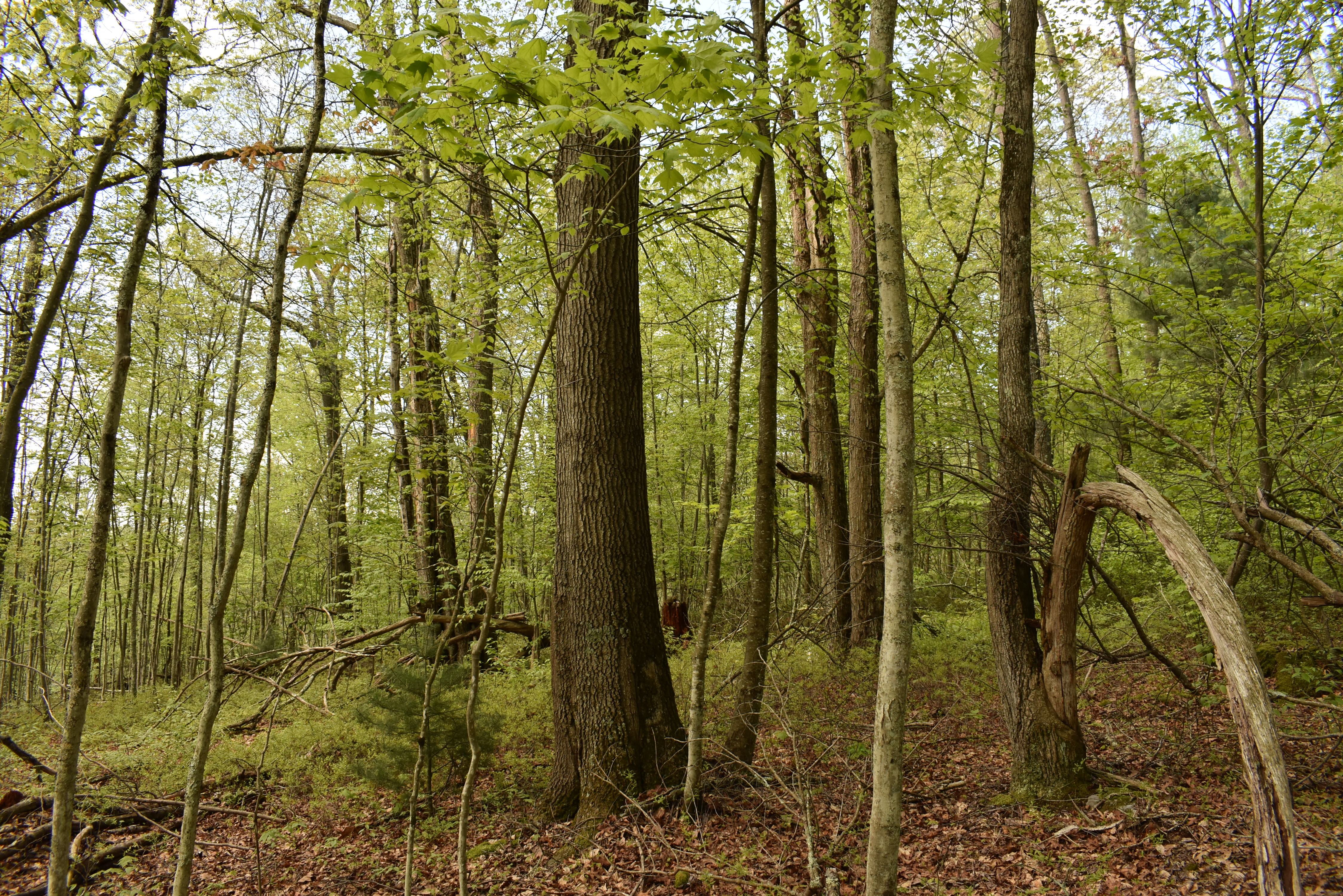 Grugan Hollow