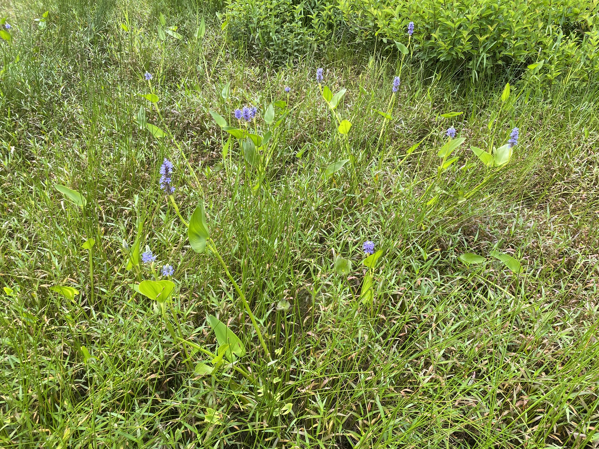 Listing Image 83